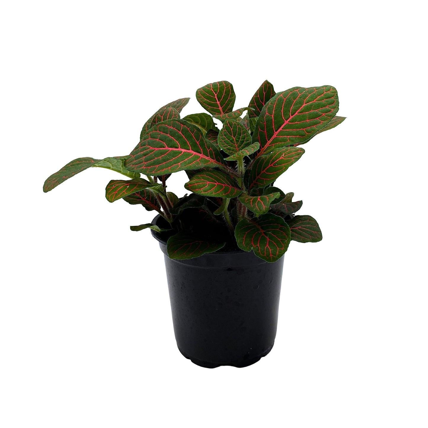 Red Nerve Plant, Fittonia Verschaffeltii, Ruby Red Mosaic Plant, Super Red Fittonia in 4 inch Pot