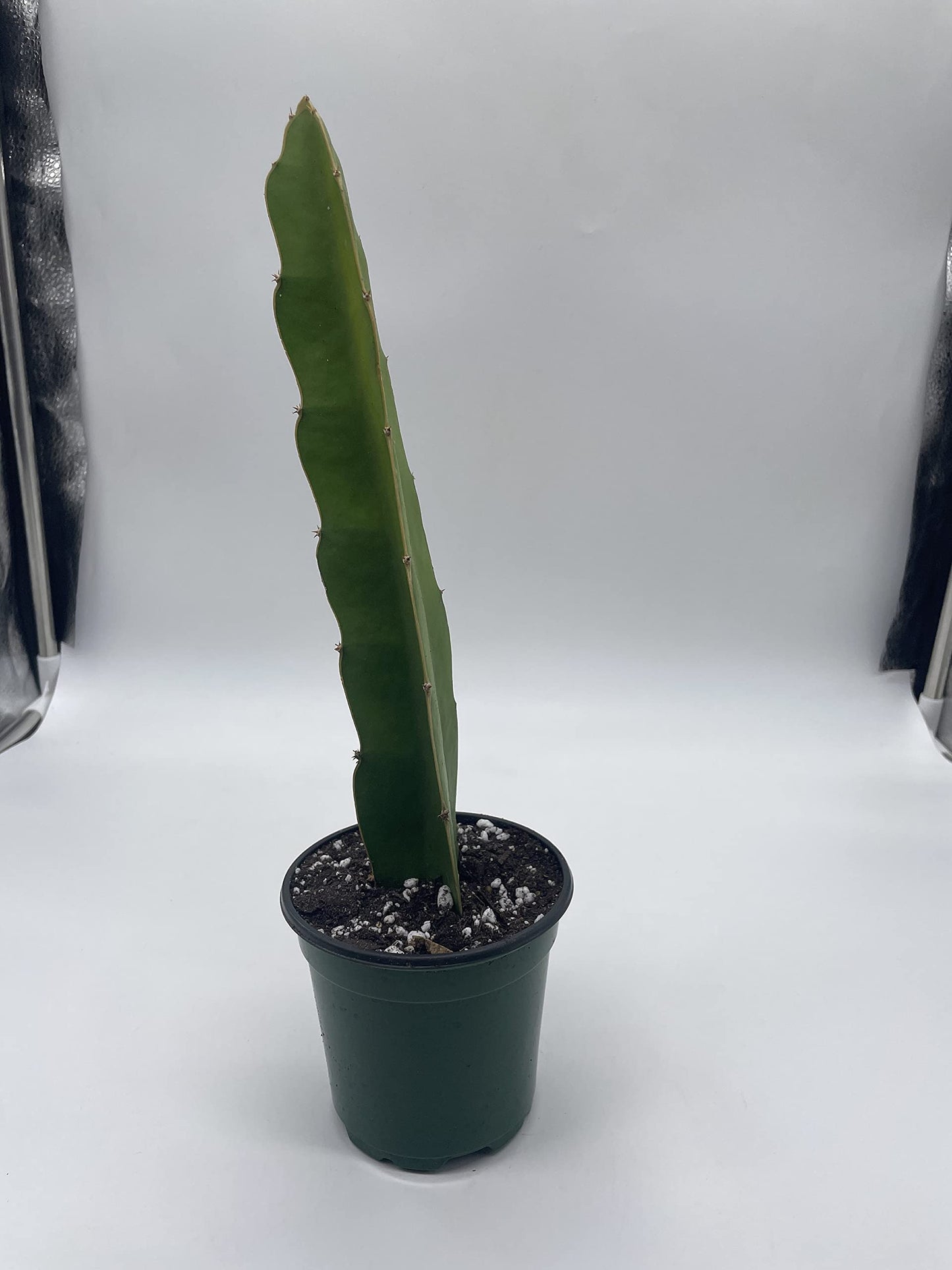 BubbleBlooms Dragonfruit Cactus in a 4 inch Pot White-fleshed Pitahaya, Selenicereus undatus