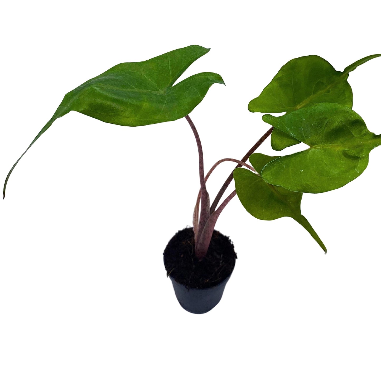 Alocasia Stingray, Alocasia Macrorrhiza, Giant Taro, Elephant Ear in 2 inch Pot