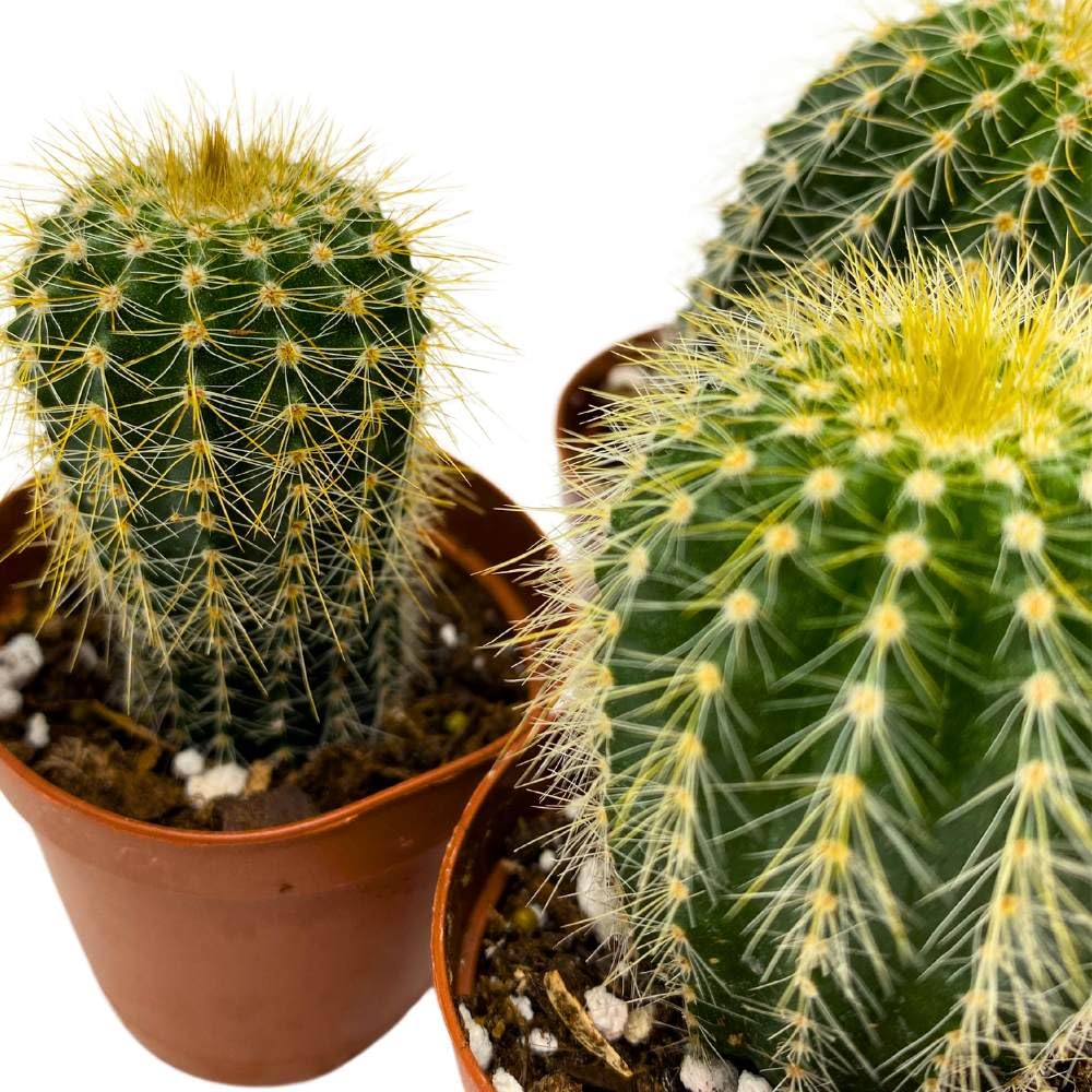 Golden Barrel Cactus, 2 inch Set of 3, Kroenleinia grusonii Gold Ball Tiny Mini Pixie Plants