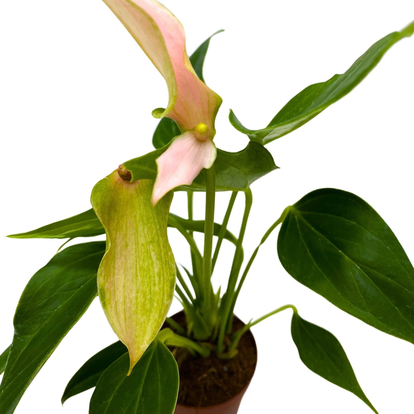 BubbleBlooms Anthurium Lilli 2 inch Pink Flower