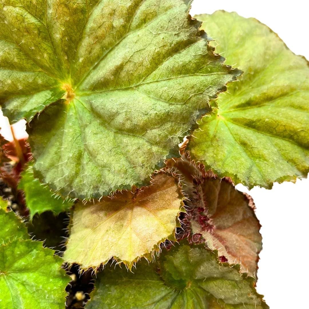 Harmony Foliage Begonia Nite Satin, 6 inch Rhizomatous Rhizo