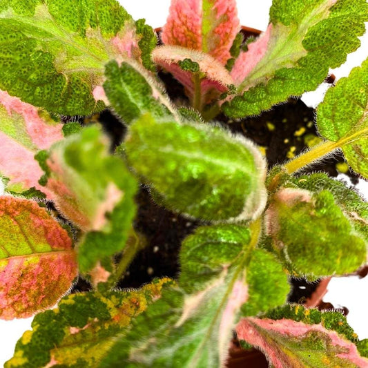 Episcia Picasso, 2 inch Rare Variegated Flame Violet Flowering gesneriad