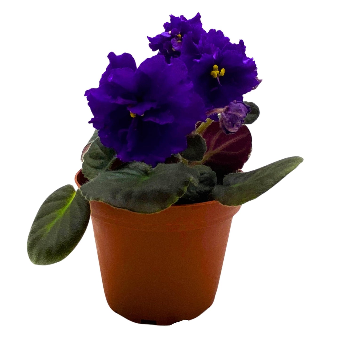 Harmony Foliage Festival on Ice African Violet Saintpaulia 4 inch