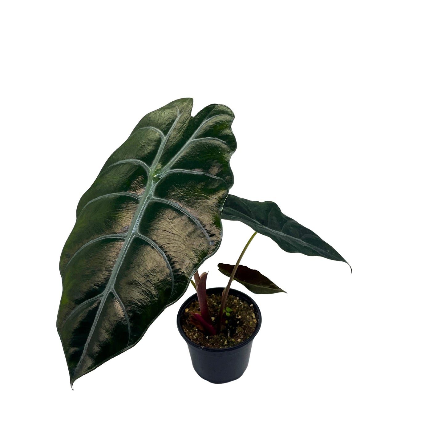 Alocasia Chantrieri, 4 inch Hybrid of Cuprea X Sanderiana