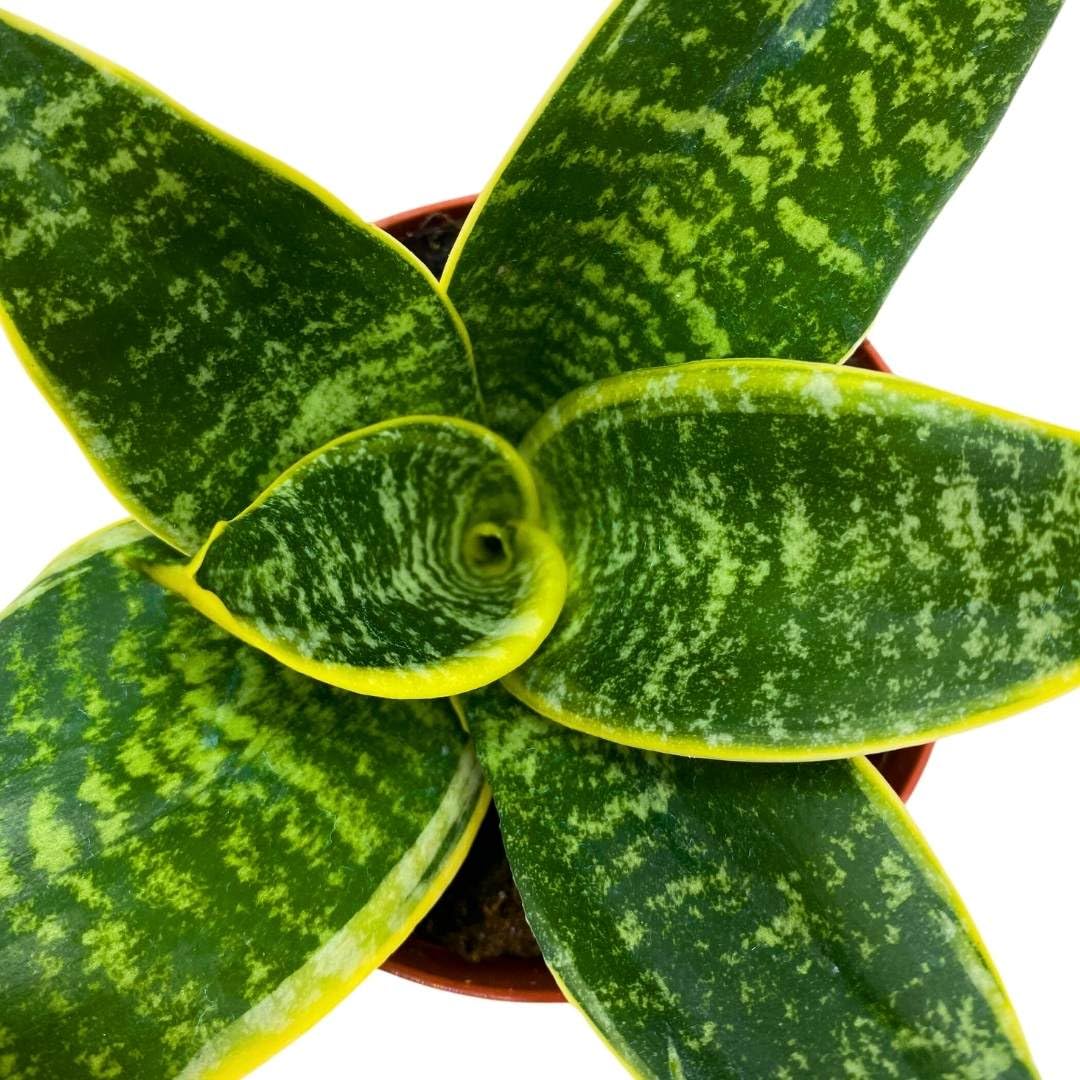 BubbleBlooms Sansevieria Marginata in a 4 inch Pot