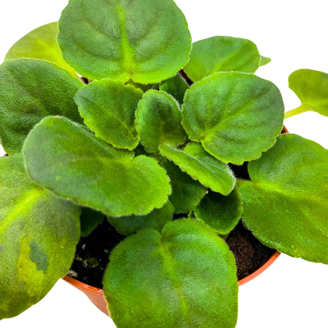 Harmony Foliage African Violet Frosty Cherry 4 inch Red White Flower