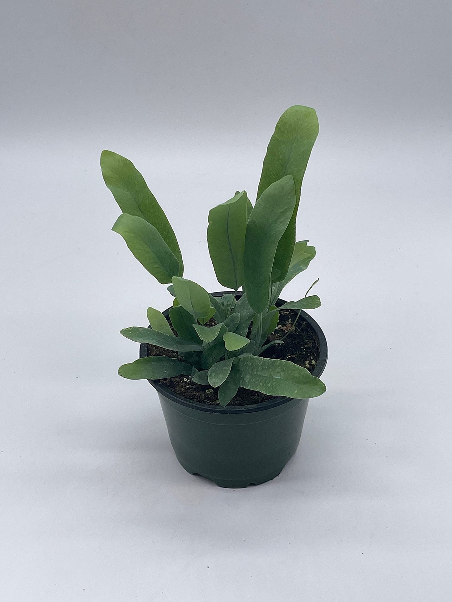 Phlebodium aureum, 4 inch, Tongue Fern, Rabbit's Foot Fern, Exotic Fern