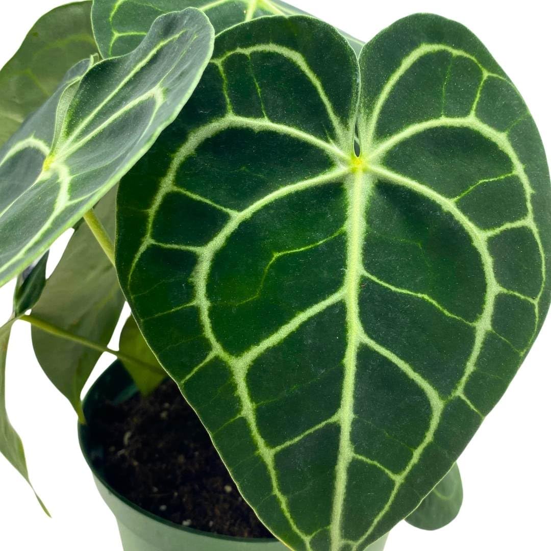 BubbleBlooms Anthurium Clarinervium in a 6 inch Pot