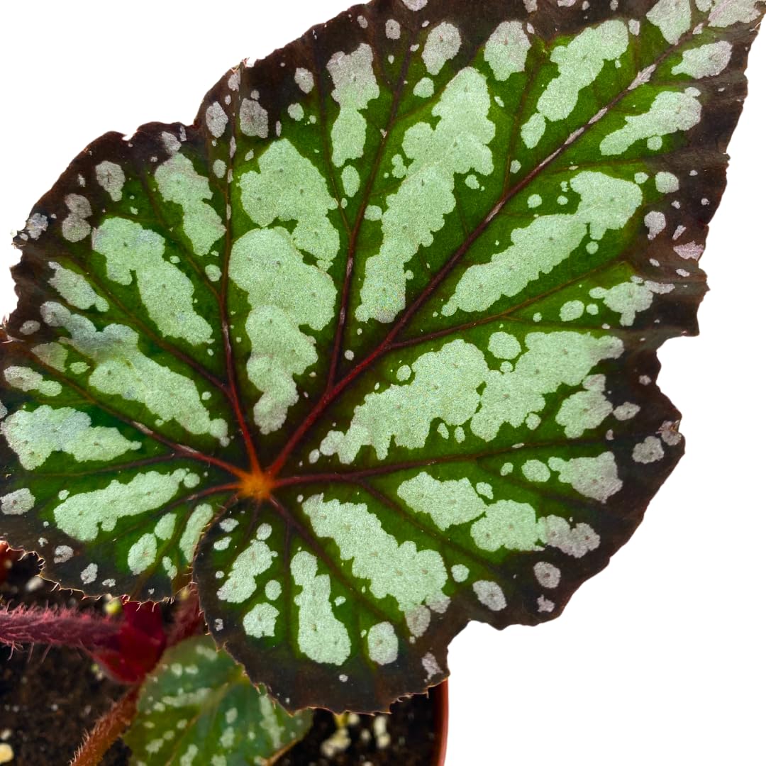 Harmony Foliage Summer Storm Begonia Rex 4 inch