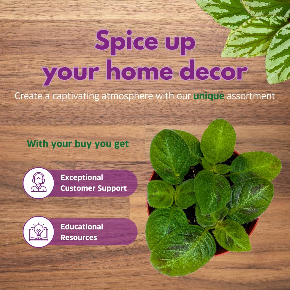 Harmony Foliage Harmony's Sorrento Sunrise Episcia 4 inch Green Flame Violet