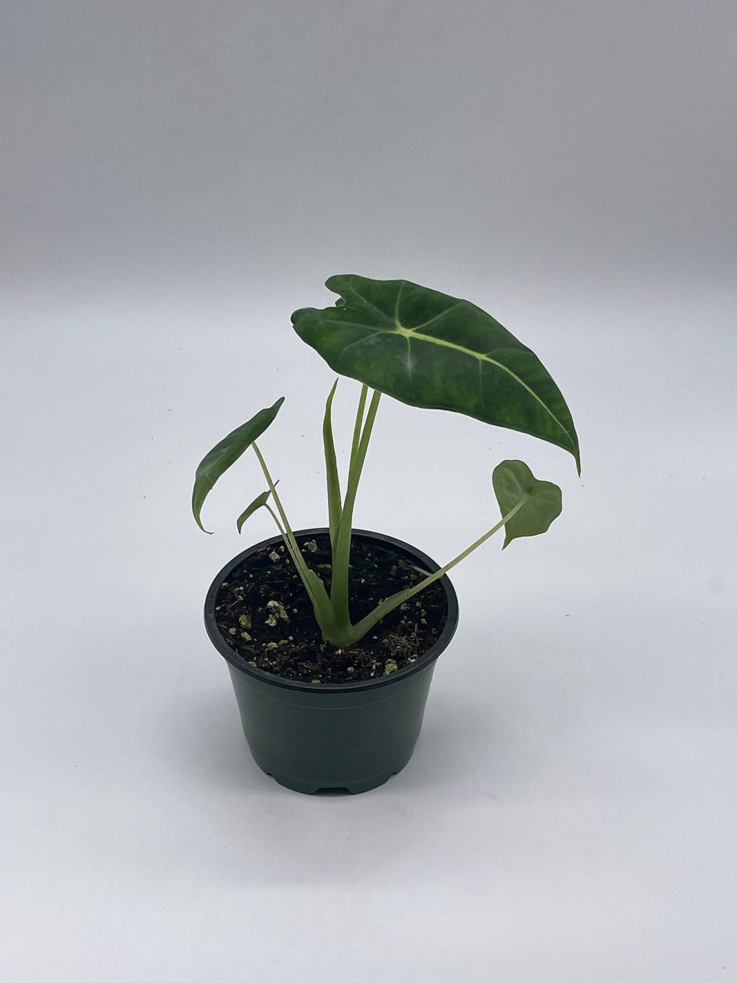 Alocasia Micholitziana, Velvet Elvis, 4 inch