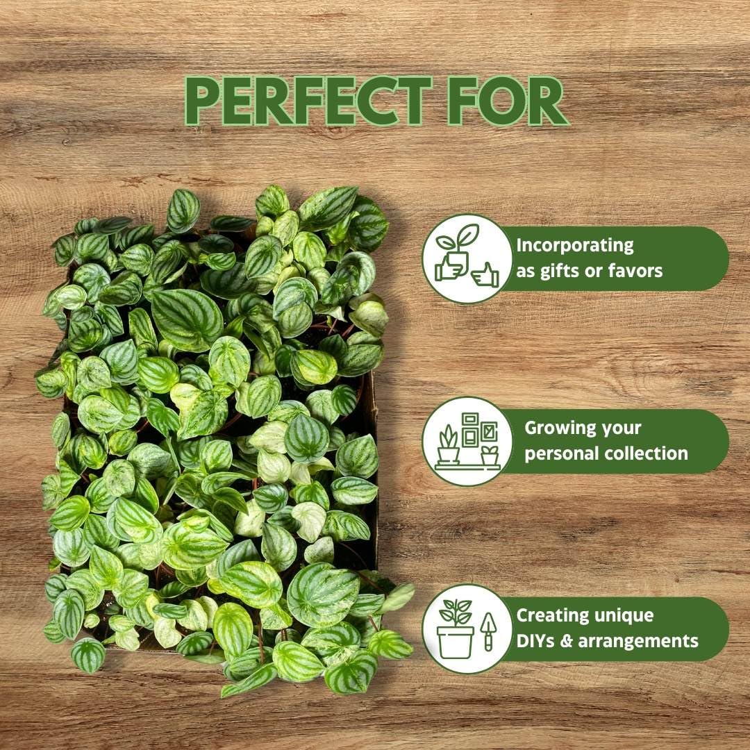 Harmony Foliage Harmony's Gold Dust Variegated Watermelon Peperomia in 4 inch pots 30-Pack Bulk Wholesale Plants