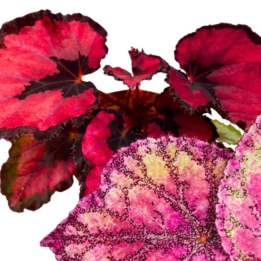 Harmony's Valentine's Day Begonia Assortment 4 inch Set of 3 Red and Pink Sweetheart Rex Begonias