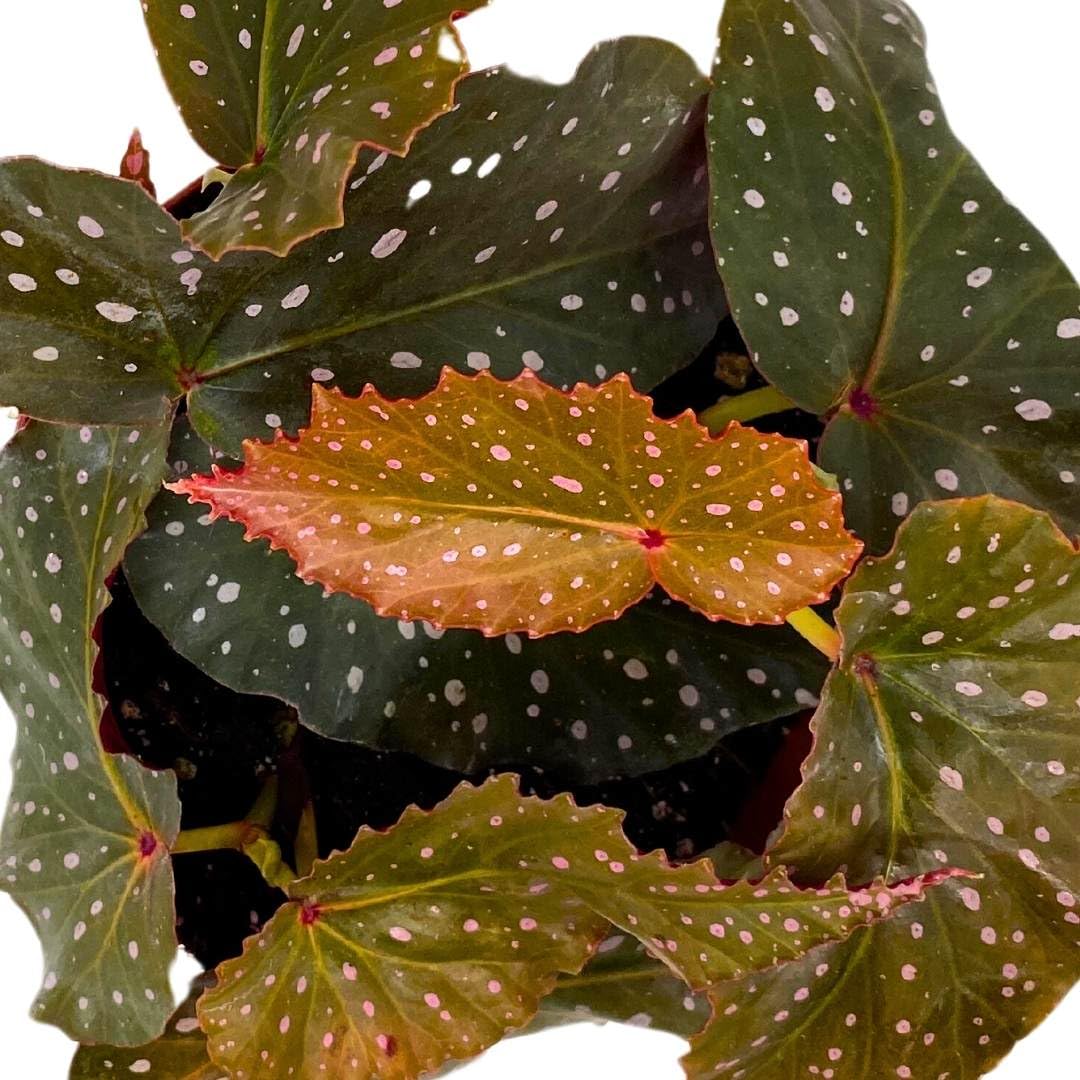 Harmony Foliage Angel Wing Cane Begonia Harmony's Dreams 6 inch