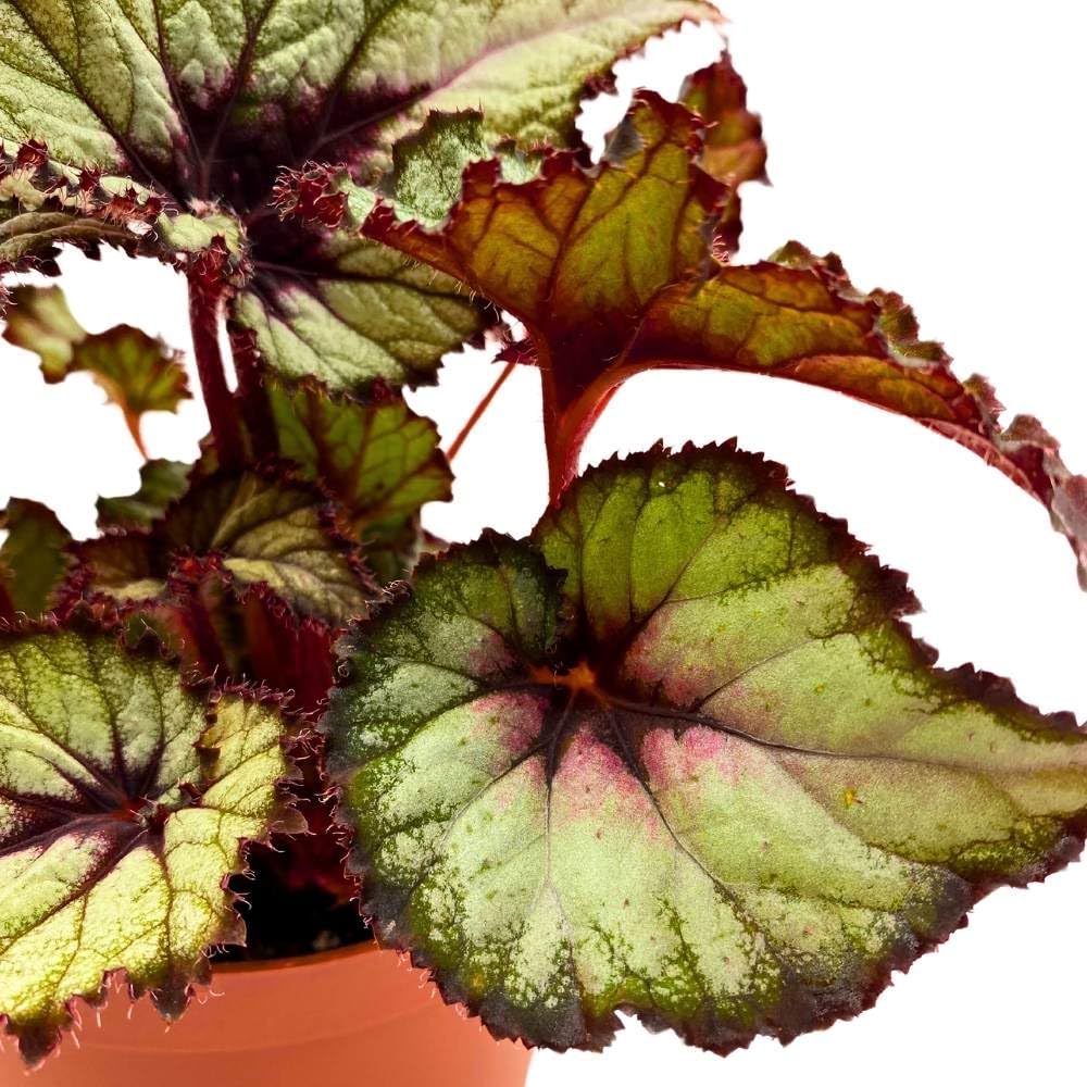 Harmony's Starlite Begonia Rex 6 inch Starlight