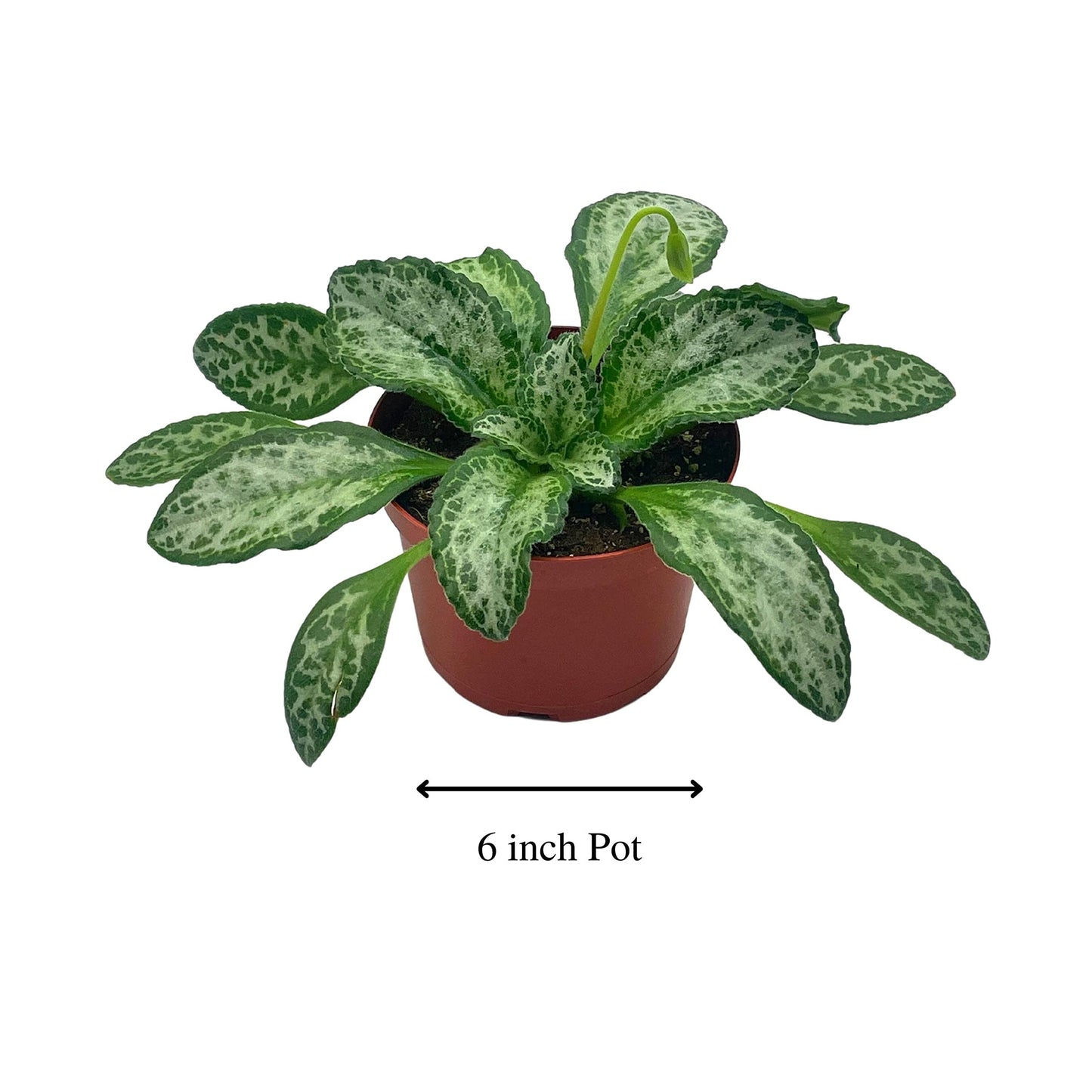 BubbleBlooms Harmony's Betty Gesneriad Primulina Dryas, 6 inch African Violet Chirita Plant