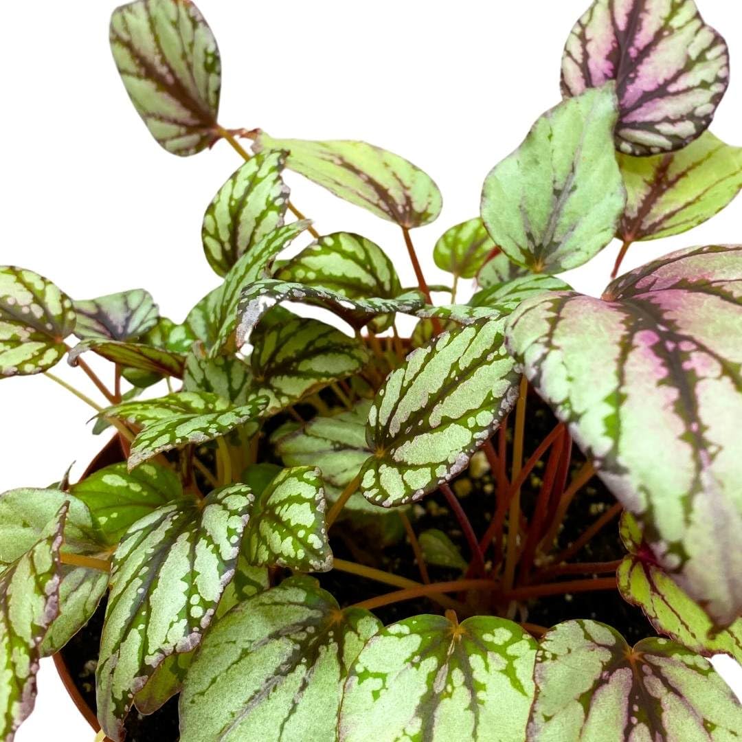 Harmony Foliage Begonia Rex Hugh McLaughlin 6 inch