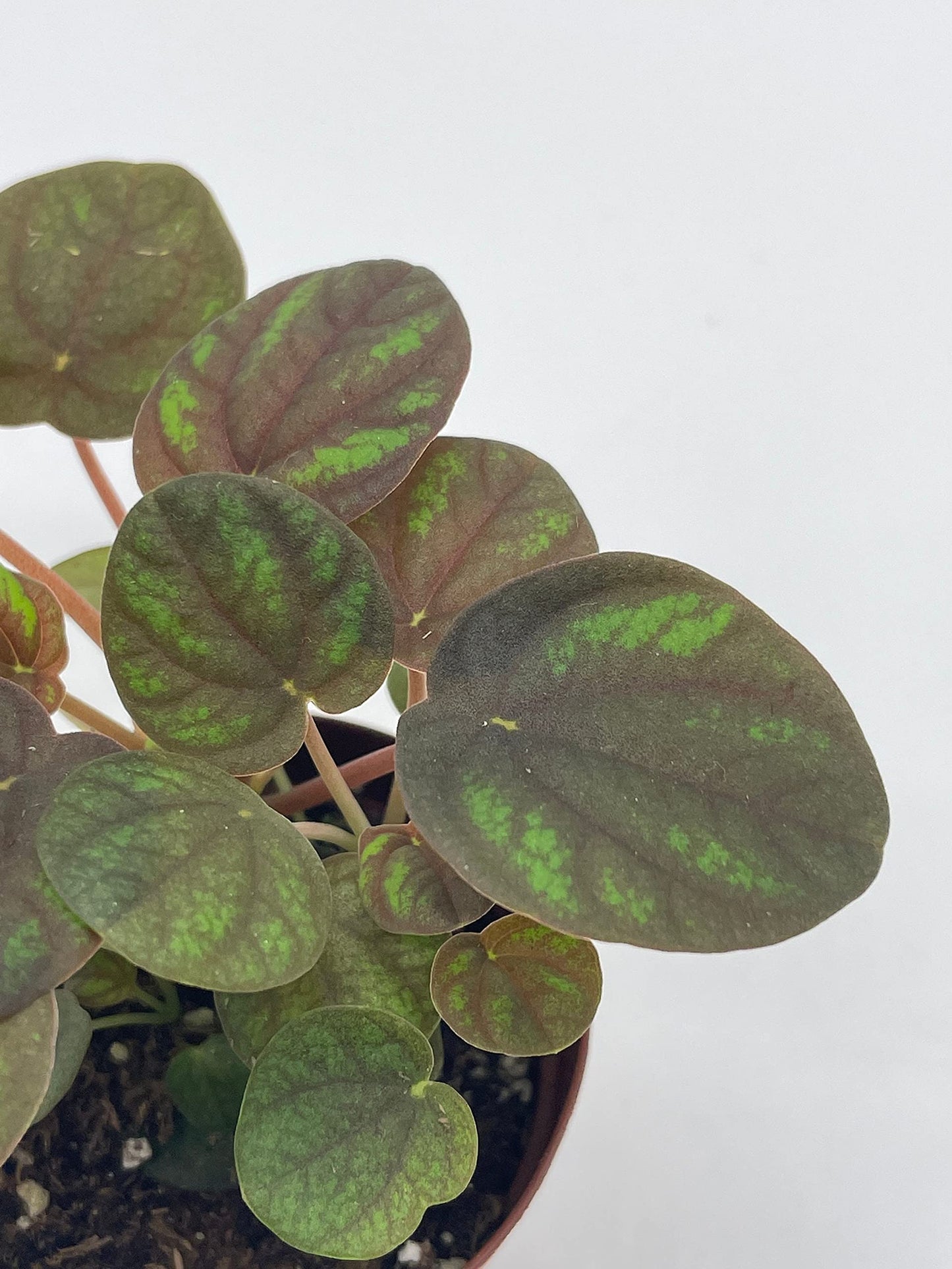 Peppermill Peperomia Frost, 2 inch, (Brownish) Emerald Ripple Pepper, caperata, albovittata