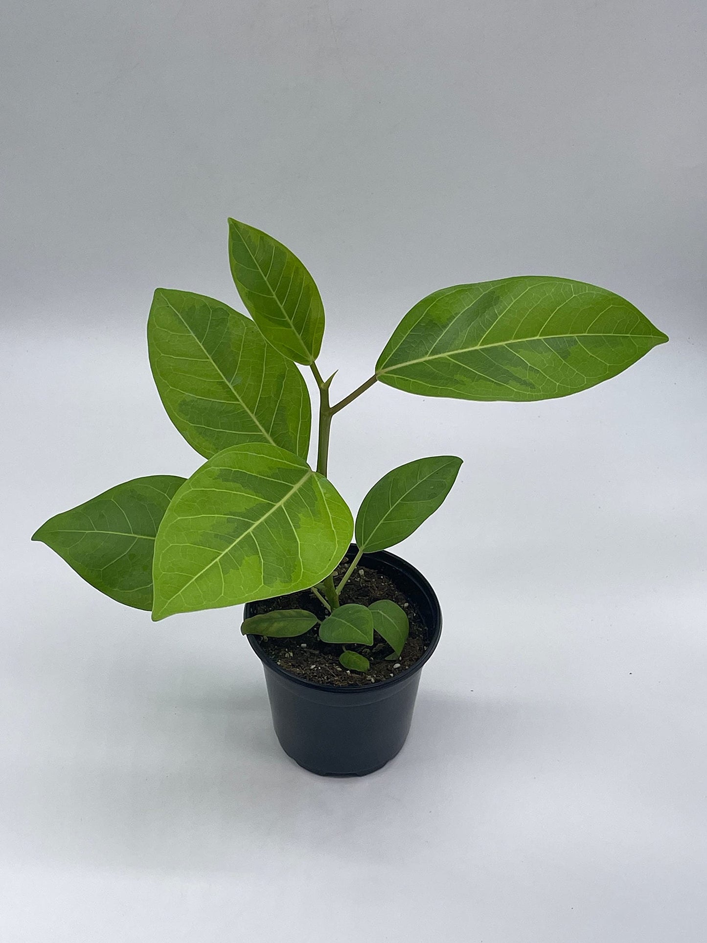 Ficus Altissima, 4 inch, Yellow Gem, Variegated Counciltree, Lofty Fig, Indian Banyan,