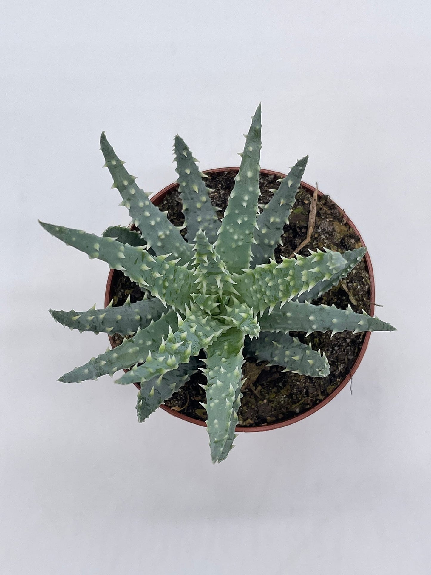 Aloe humilis, 3 inch, Spider Aloe, Dwarf Hedgehog Lace Aloe, Rare Exotic Haworthia