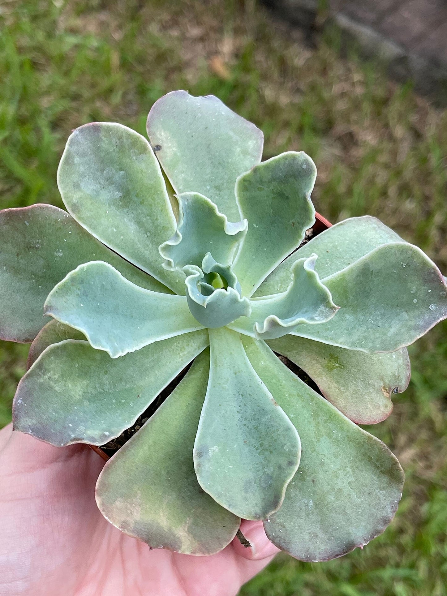 Echeveria shaviana, Mexican hens and Chicks, in 3 inch Pot