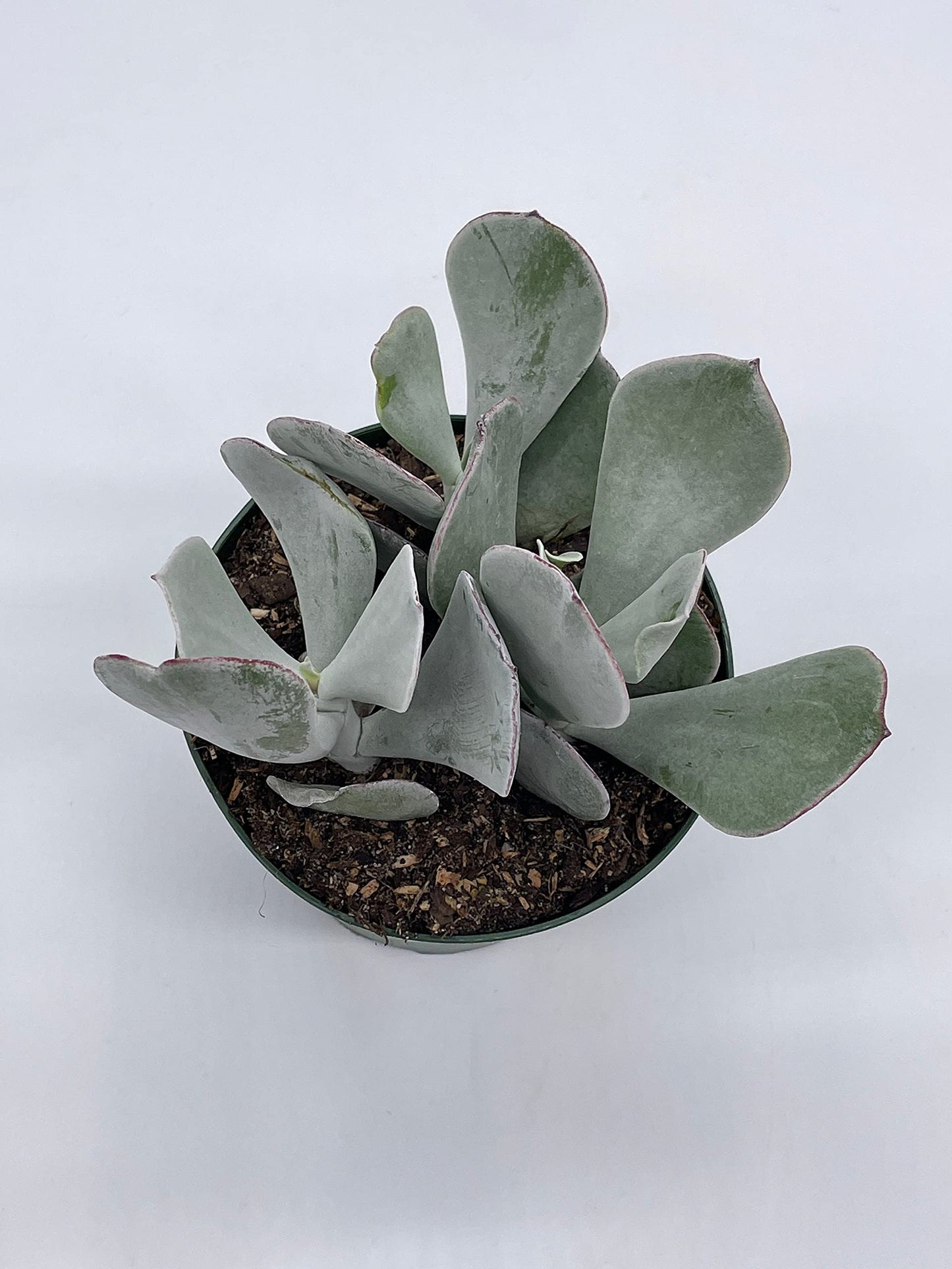 Cotyledon Orbiculata, Pig's Ear, 4 inch Round-leafed Succulent Navel-Wort