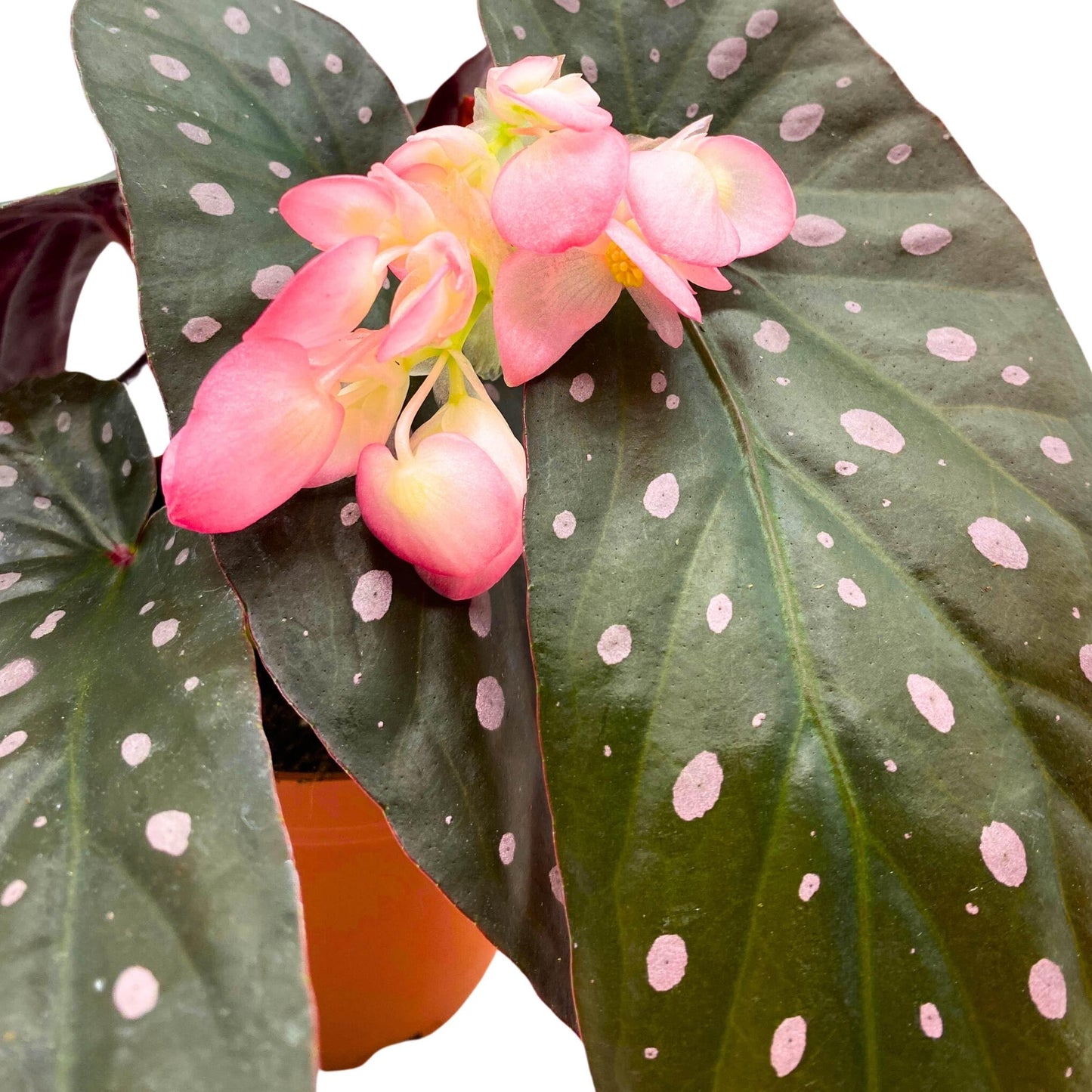 Harmony Foliage Harmony's Dark Star Angel Wing Cane Pink Polkadot Begonia 4 inch