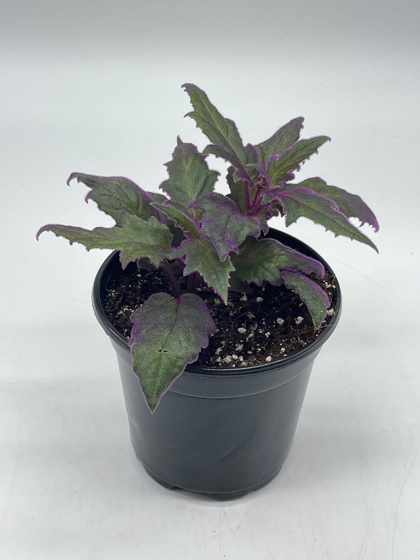 Flame Violet Velvetplant, Gynura aurantiaca, Purple Velvet Plant in 4 inch Pot. Fuzzy Leaves