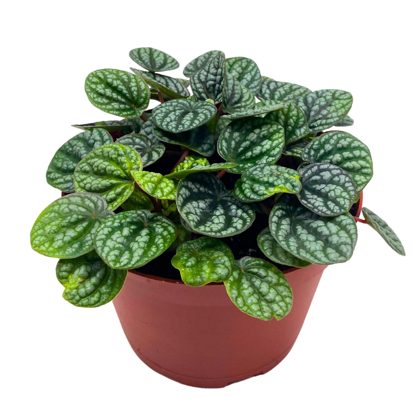 Harmony Foliage Peperomia Burbella Deep Ripple 6 inch