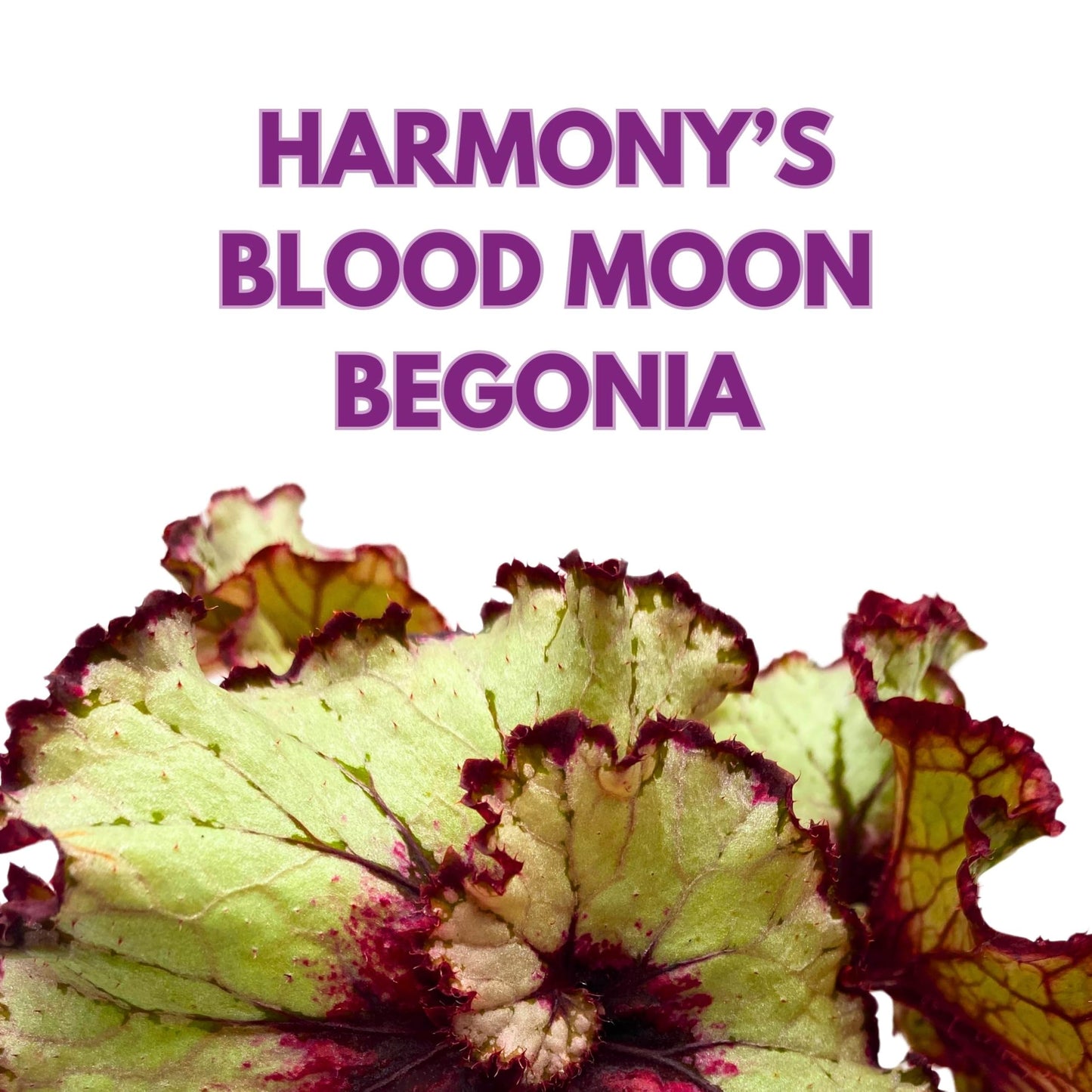 Harmony Foliage Begonia Rex Harmony's Blood Moon 4 inch