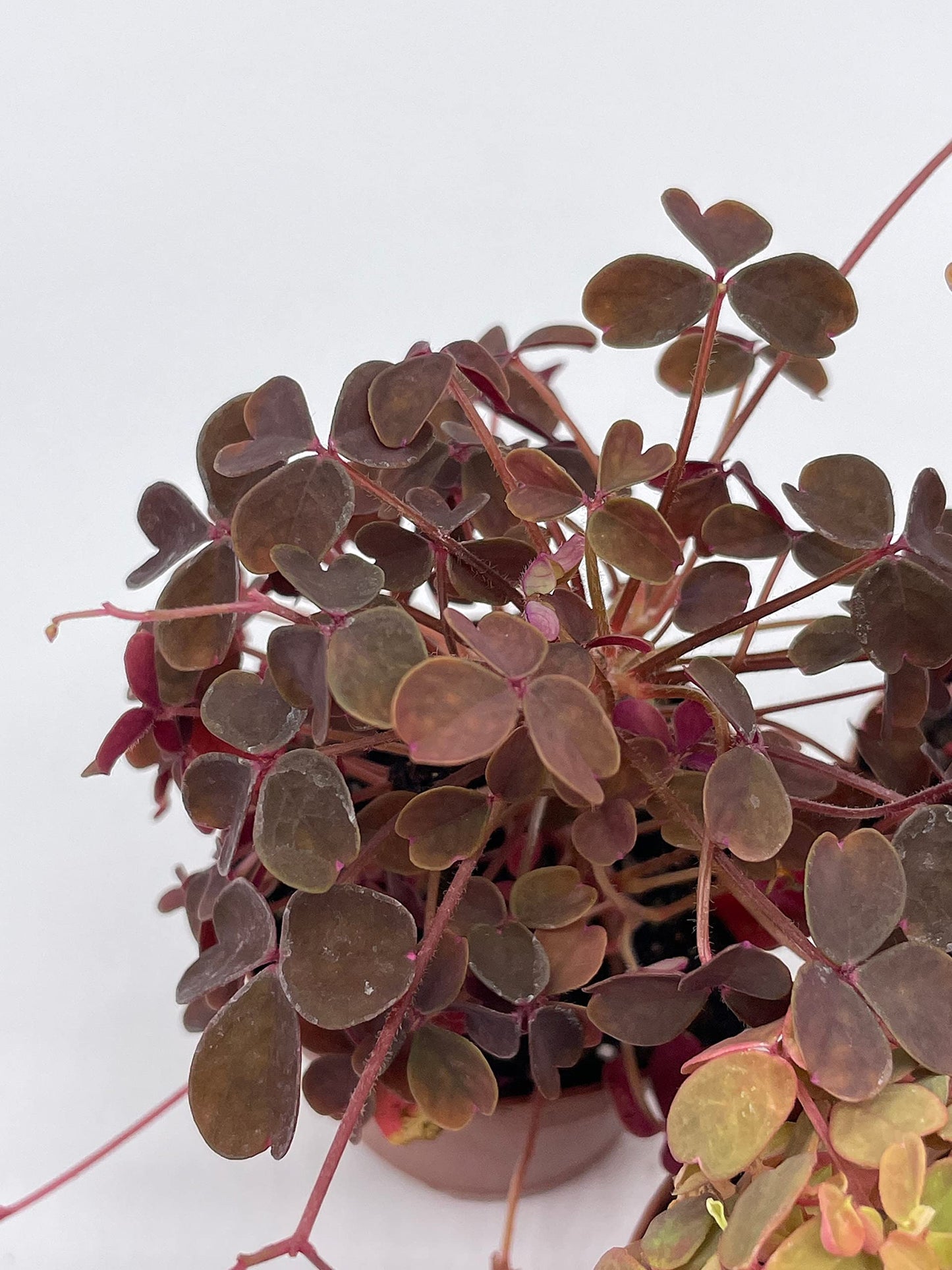 Oxalis Assortment, 2 inch pots, Wood Sorrel Variety, 3 Different Oxalis acetosella, Ebony, Purple Shamrock, and Pink or Cream