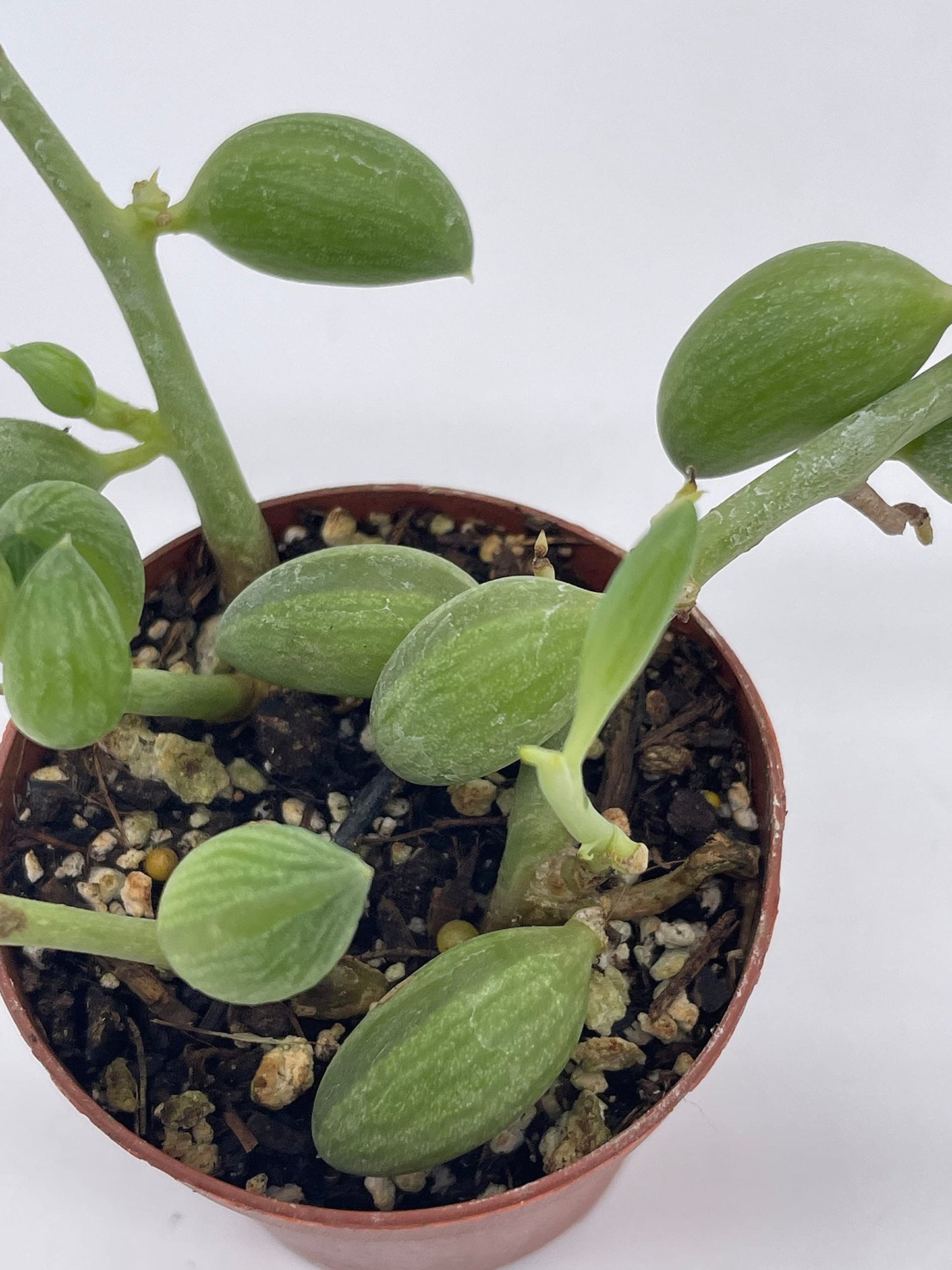 String of Watermelon, 2 inch, Senecio Curio Herreanus