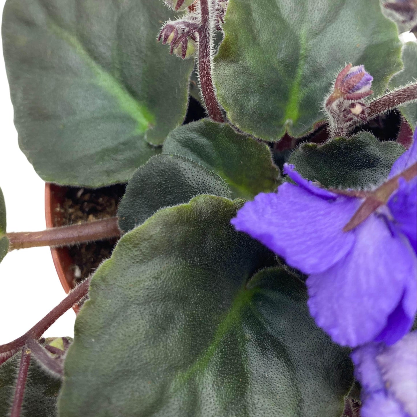 Harmony Foliage Harmony's Blue Frills African Violet Saintpaulia 4 inch