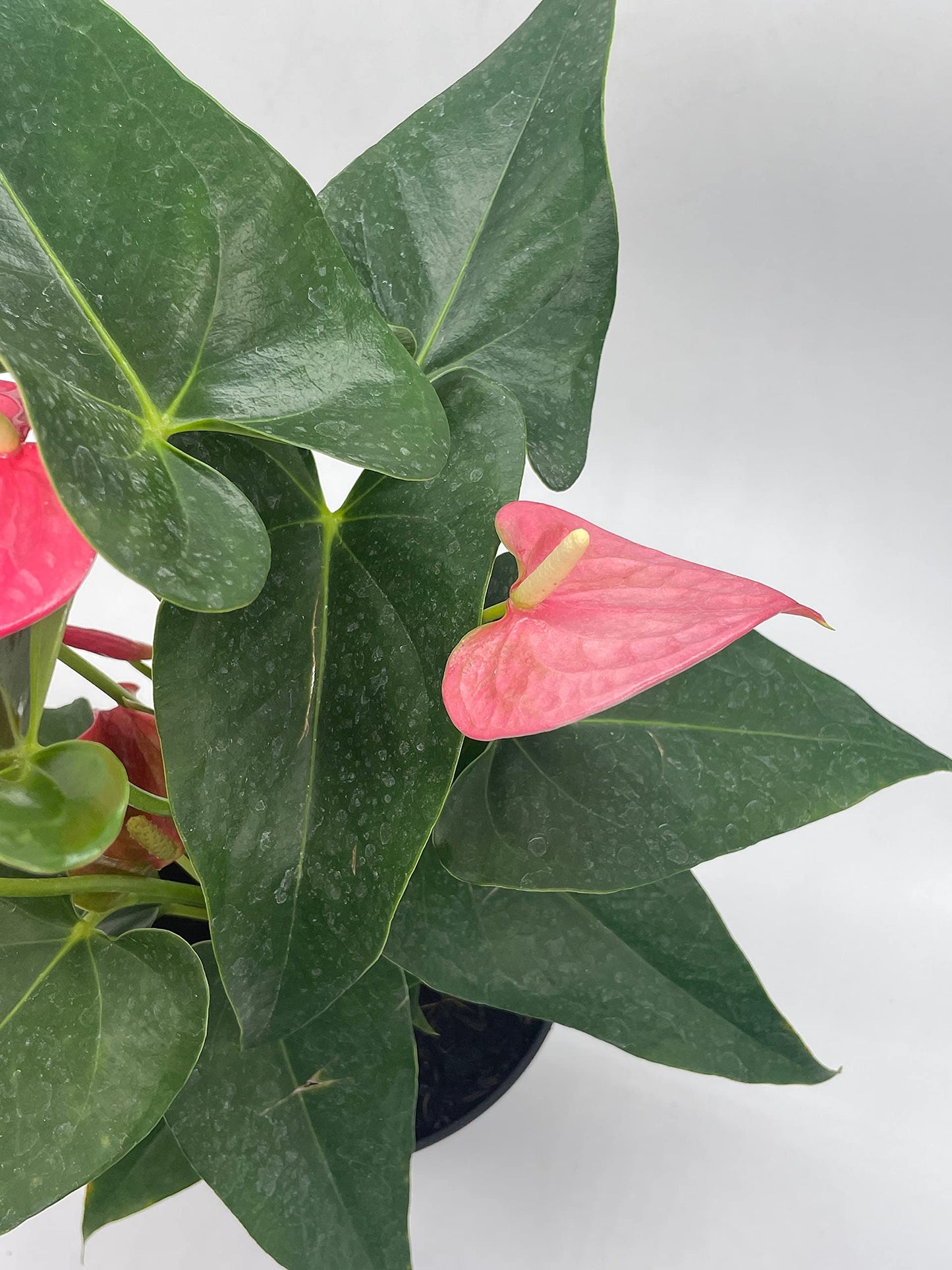 Anthurium Pink, 6 inch Pot,