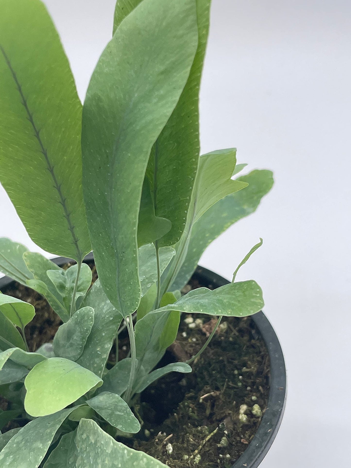 Phlebodium aureum, 4 inch, Tongue Fern, Rabbit's Foot Fern, Exotic Fern