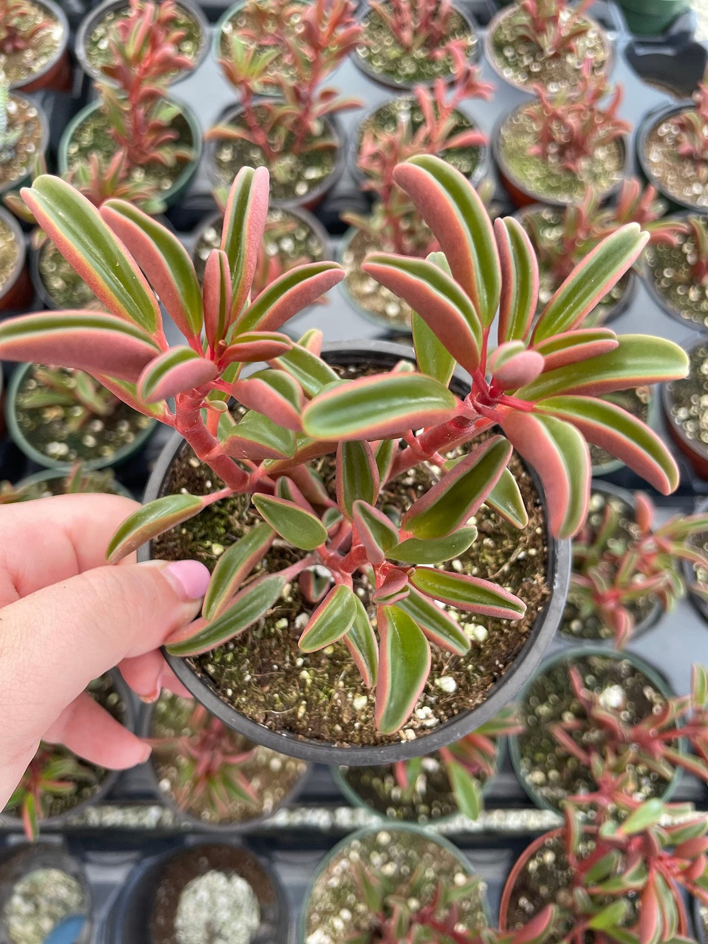 Red Taco Plant, 4 inch Peperomia graveolens Ruby Glow