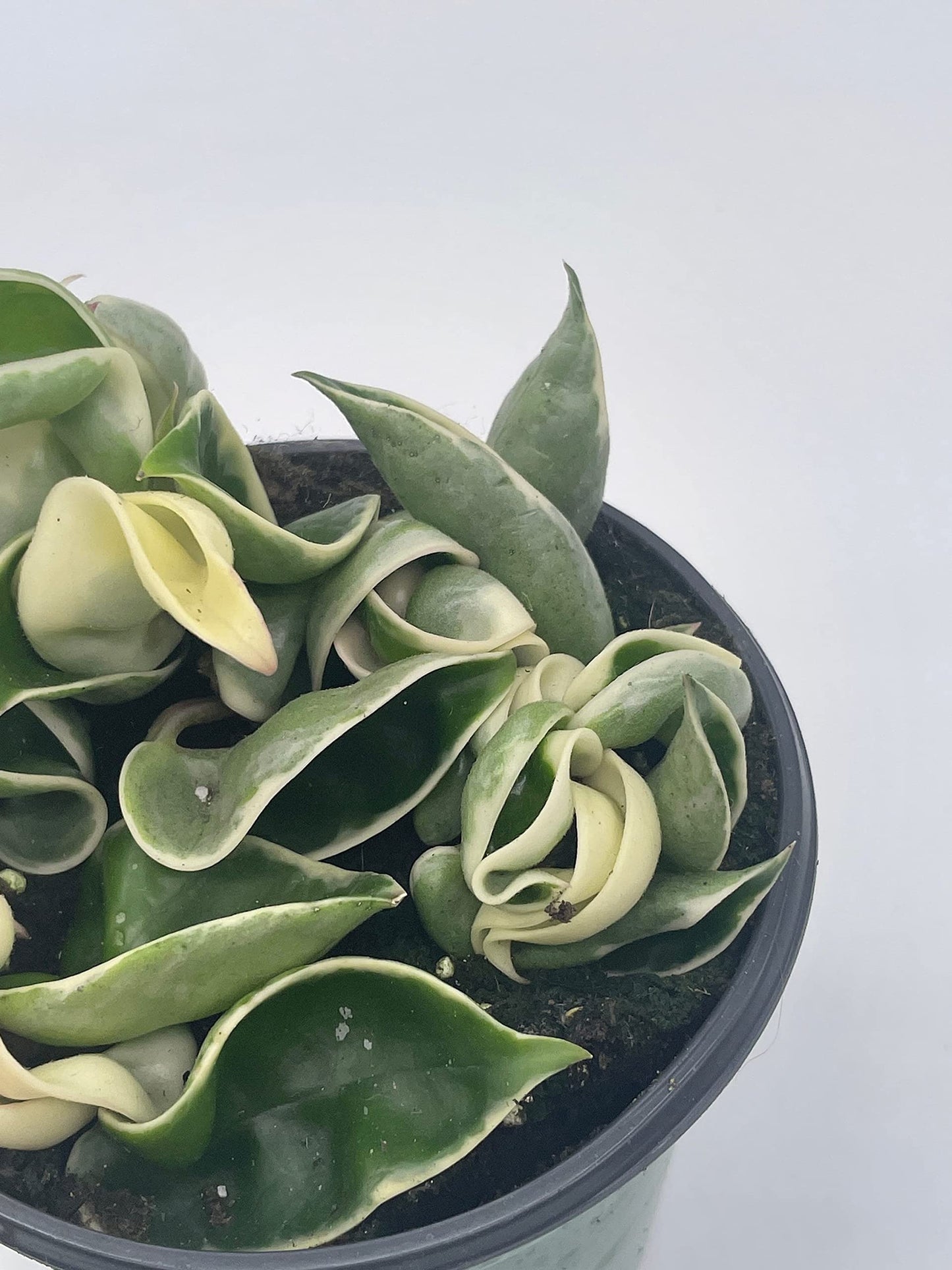 Variegated Hindu Rope, Hoya Compacta Carnosa, Very Rare Limited Live Plant, in 4 inch Pot