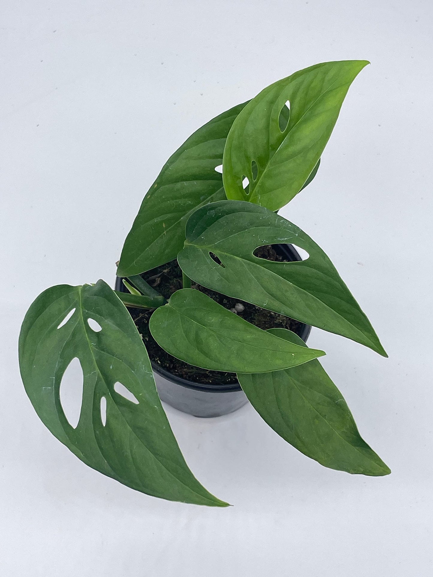 Monstera Adansonii Narrow, 4 inch, Swiss Cheese, Narrow-Leaved