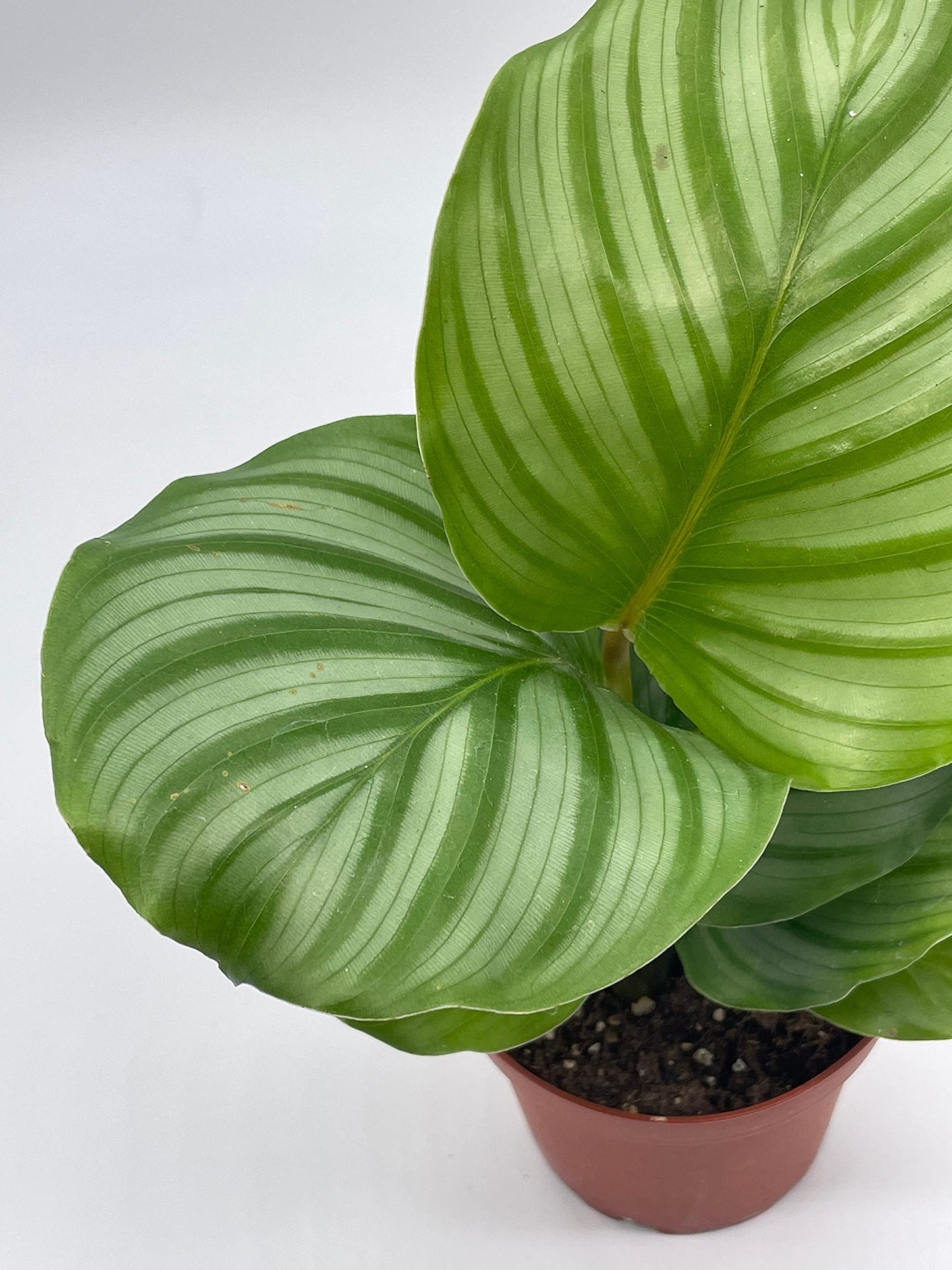 Calathea orbifolia, 4 inch, Round-Leaf calathea, Peacock Plant