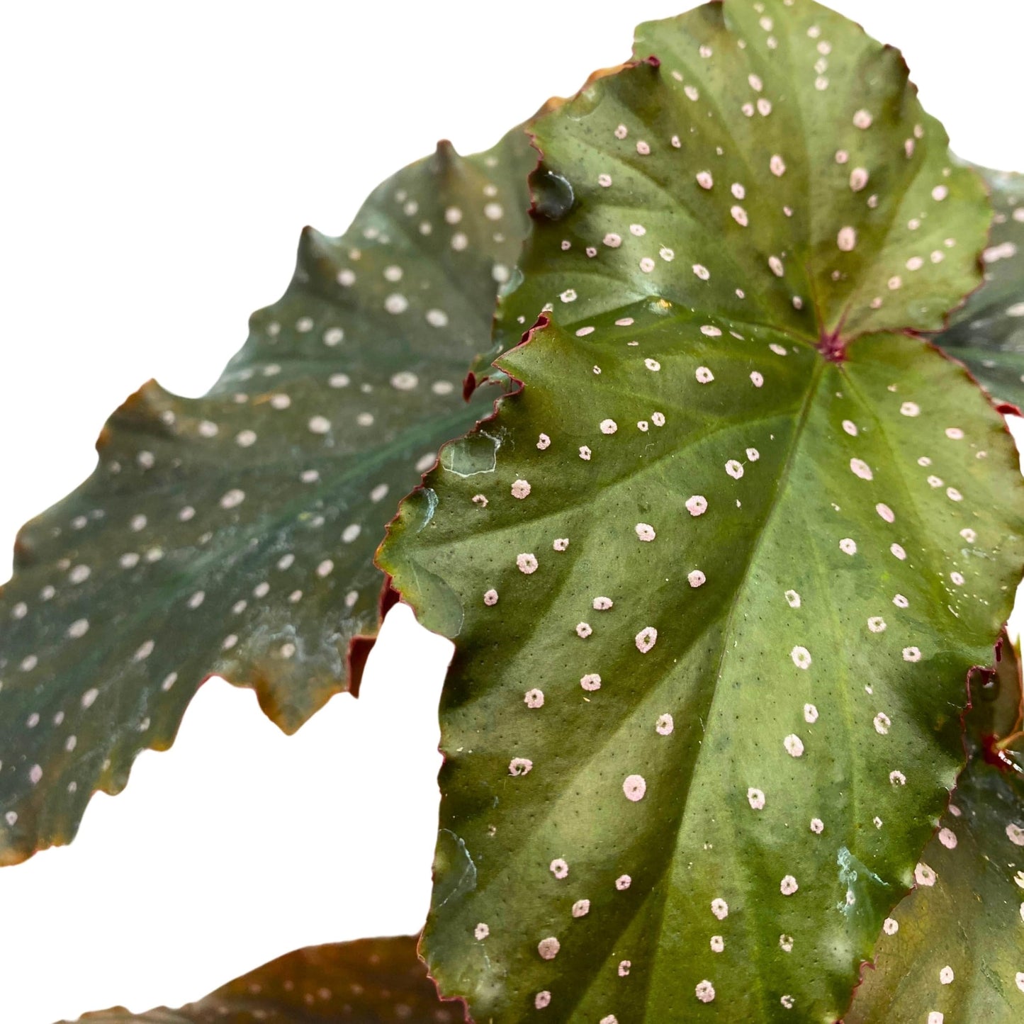 Harmony Foliage Little Miss Mummey Angel Wing Begonia 4 inch