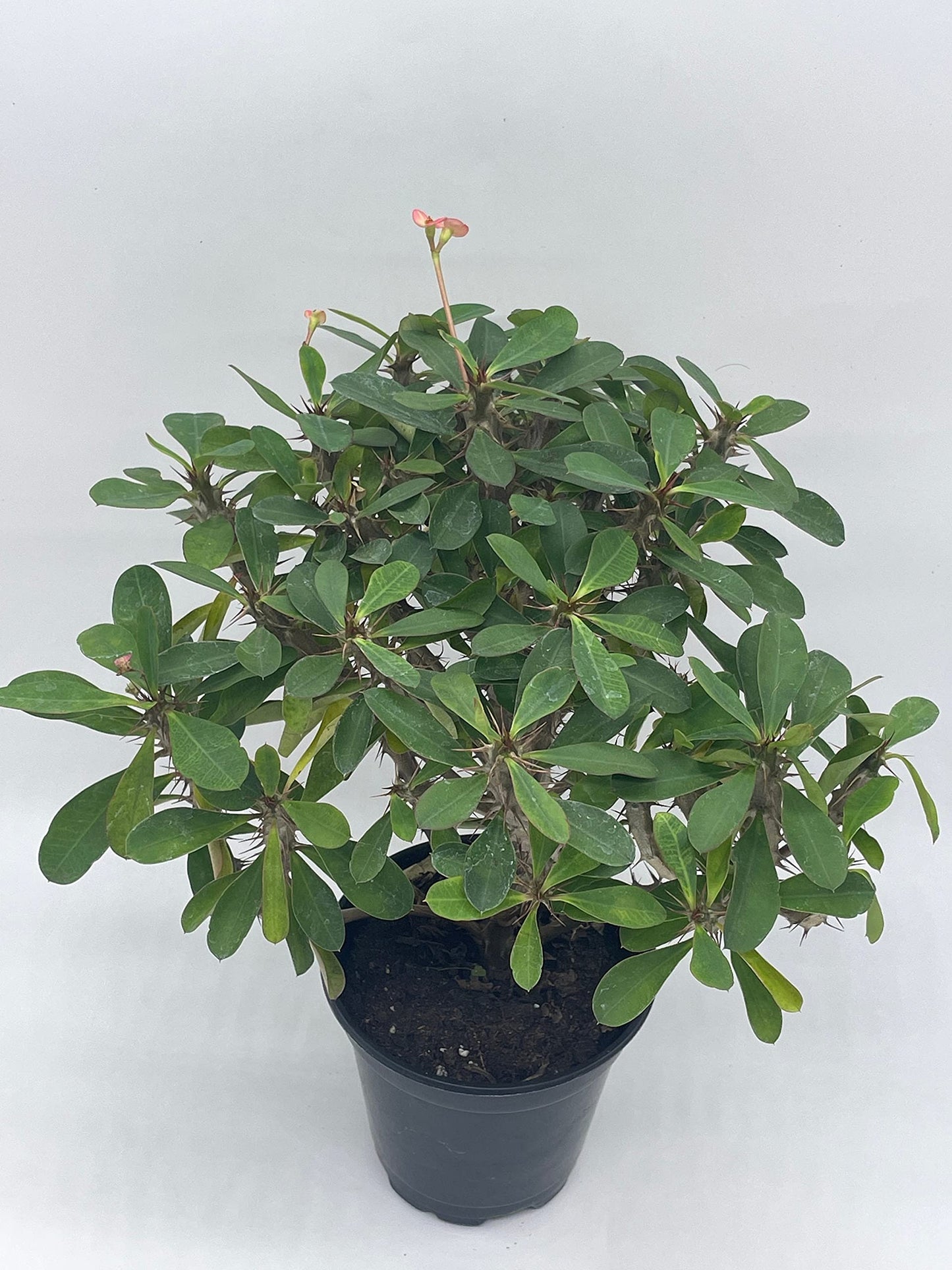 Crown of Thorns, Euphorbia milii, Madagascar Christ Thorn in a 4 inch Pot,