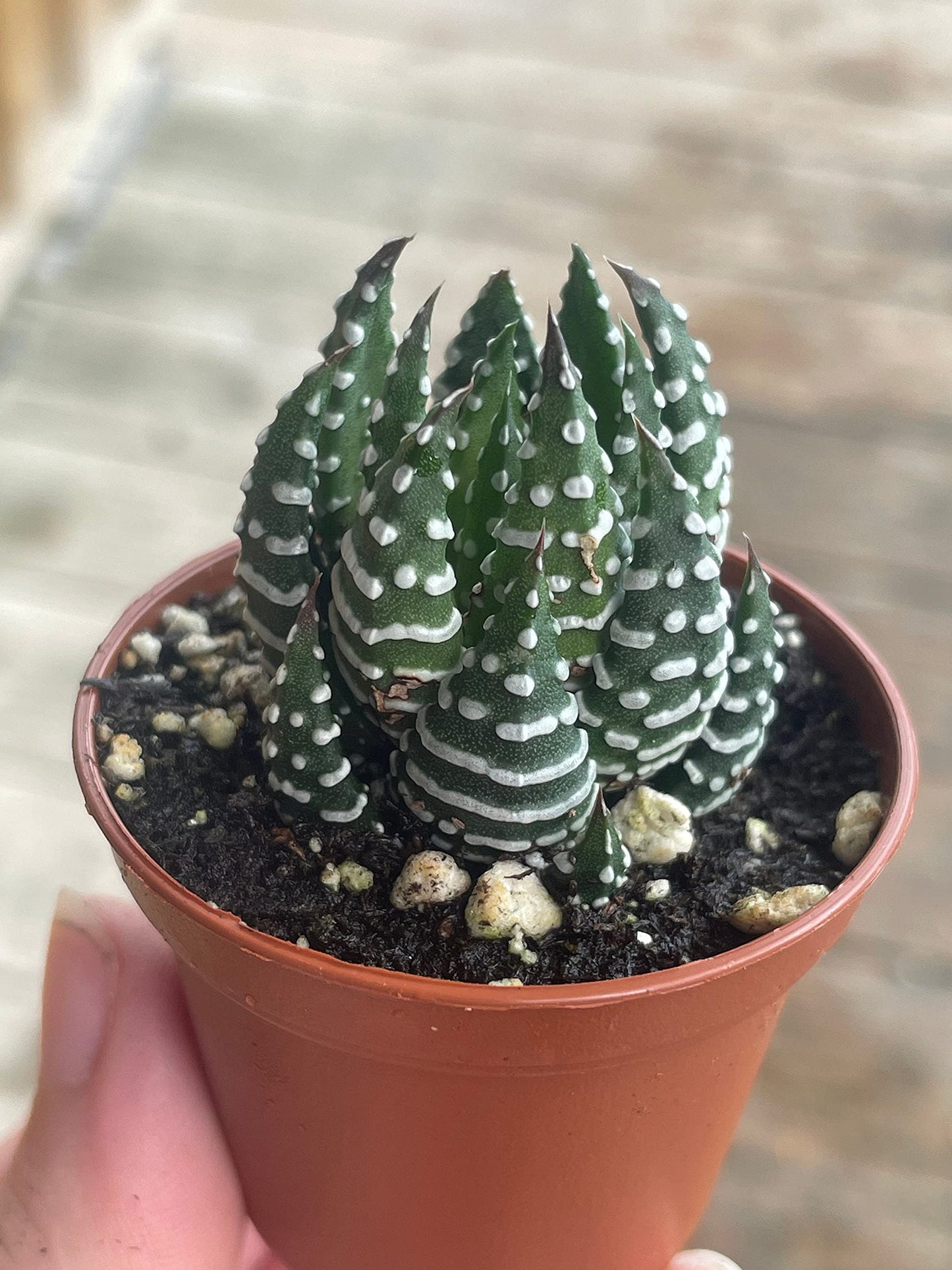 Zebra haworthia Cactus, 2 inch Succulent Haworthia Fasciata, Haworthia Attenuata