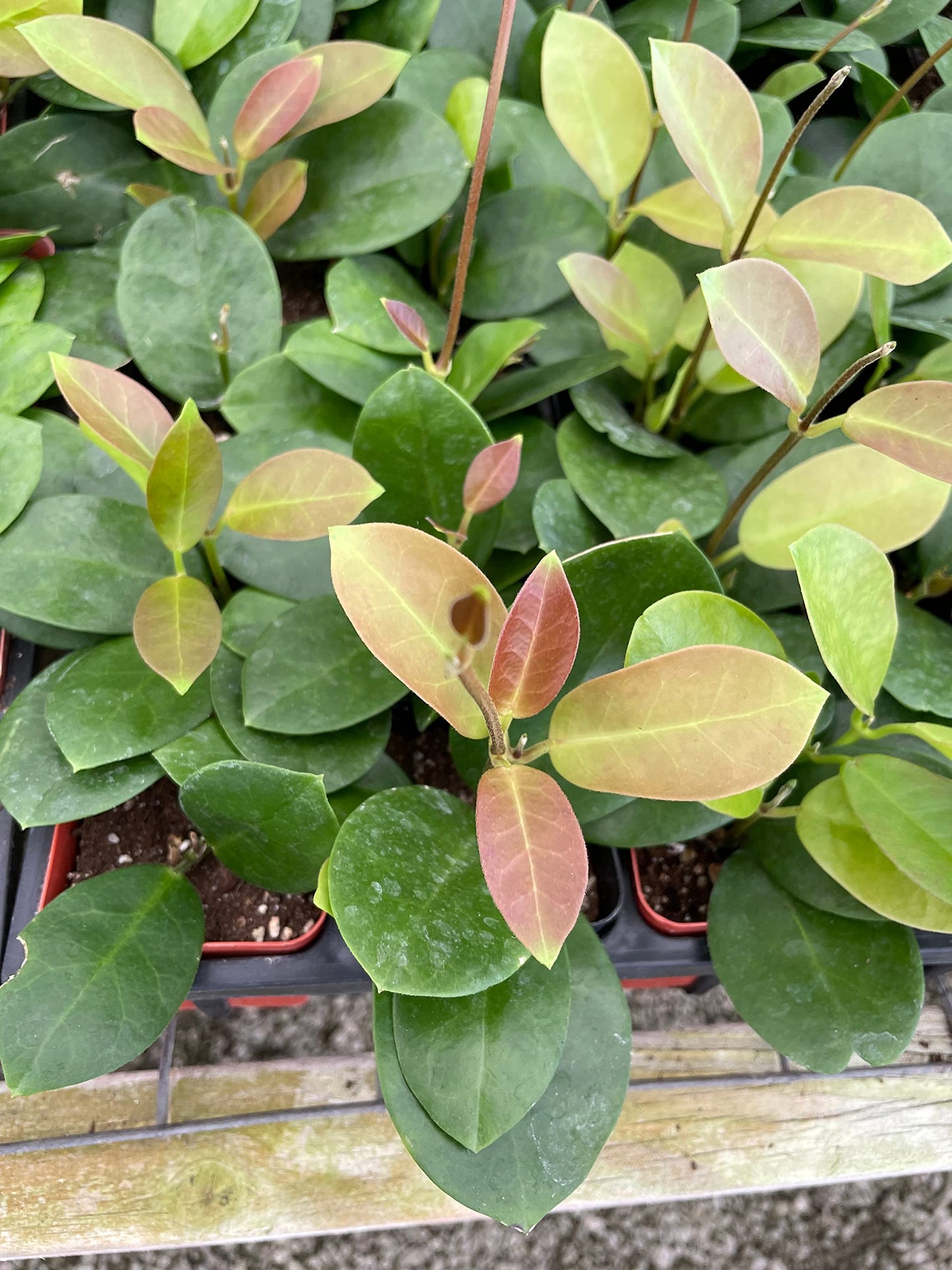 Hoya Australis, Samoan waxplant waxvine waxflower Wax Plant, Very Rare Limited Supply Exotic Live Succulent