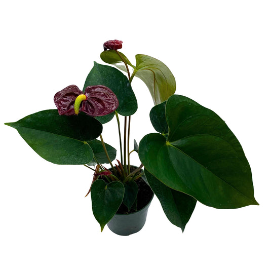 Burgundy Anthurium, Flamingo Flower, Ombre Sempre, Red Peace Lily, Heart Plant in 4 inch Pot