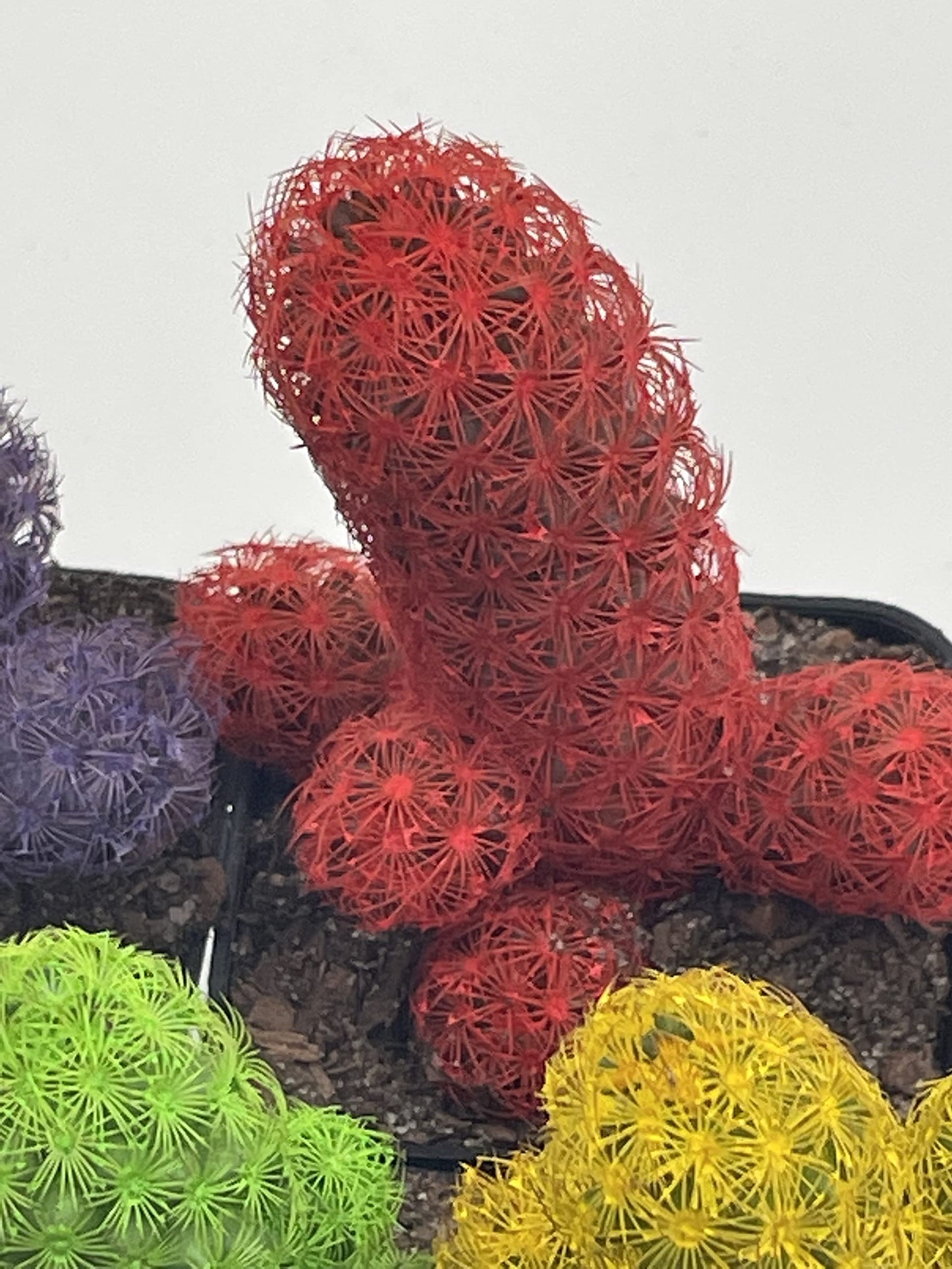 Colored Cactus / Desert Gem / Painted Dyed Blue / Red / Purple / Yellow / Pink / Green, Orange Cactus Rainbow Cactus