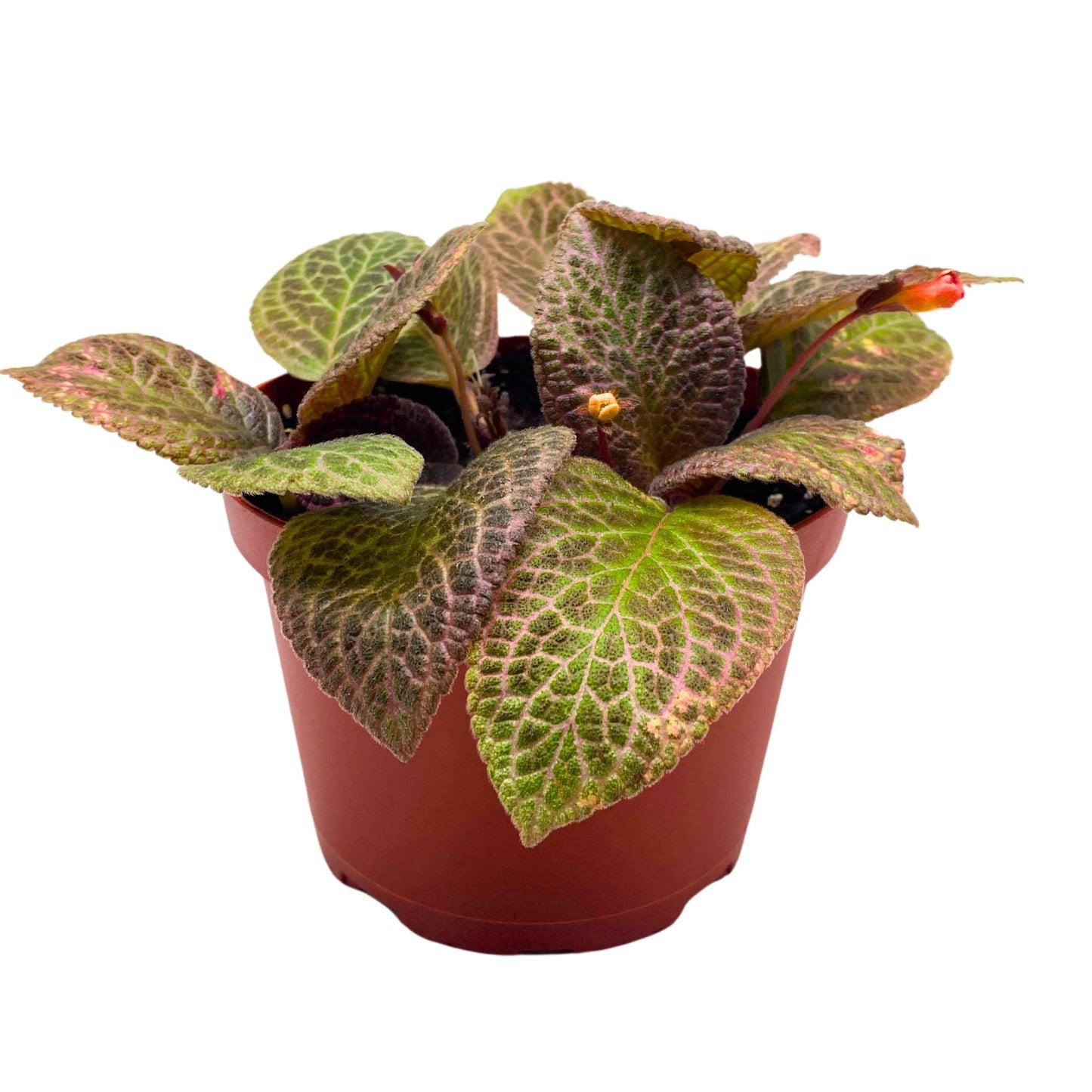 Harmony Foliage Episcia Pink Acajou Flame Violet 6 inch