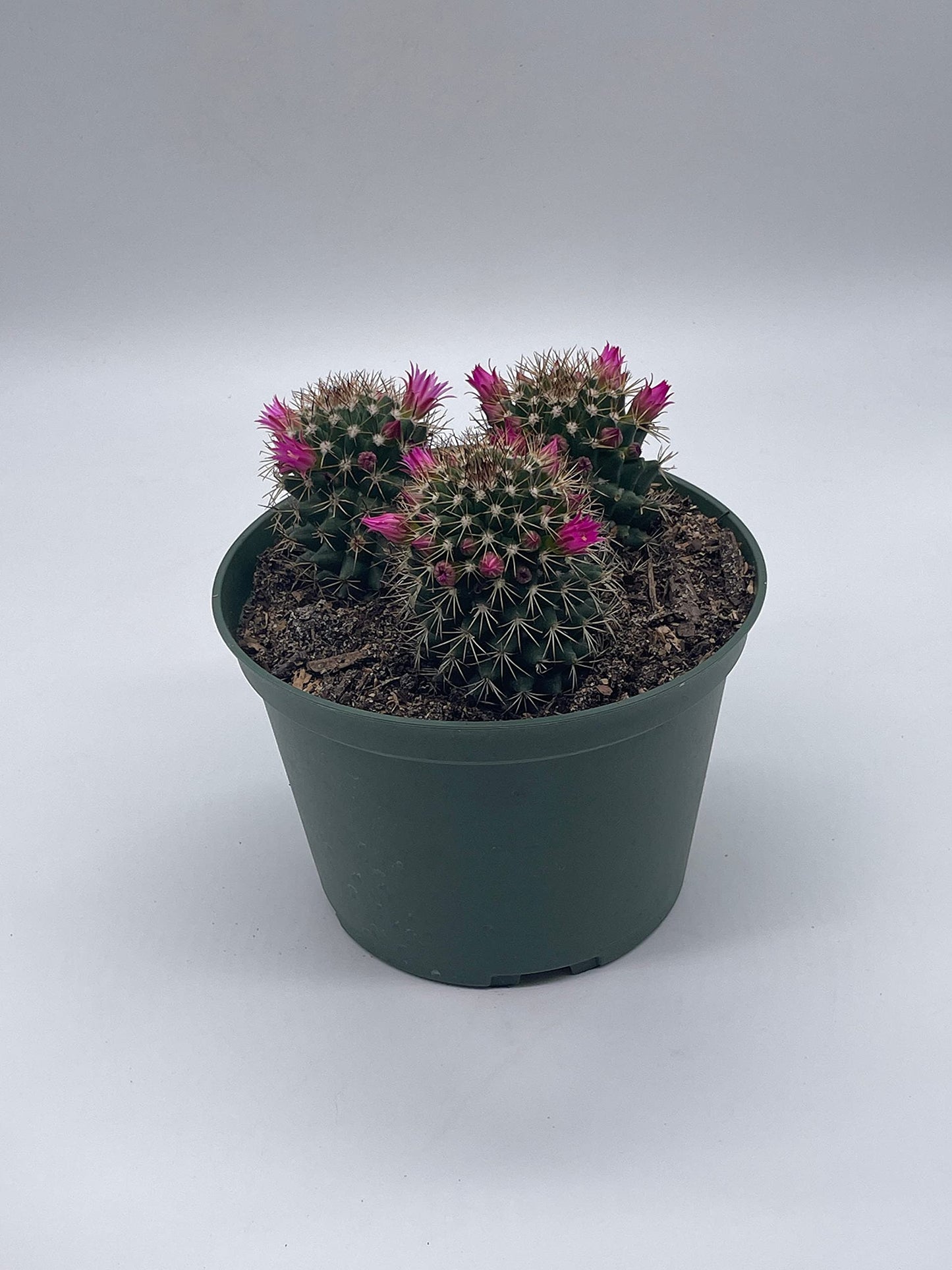 Old Lady Cactus, 6 inch, Mammillaria hahniana, Crown of Flowers