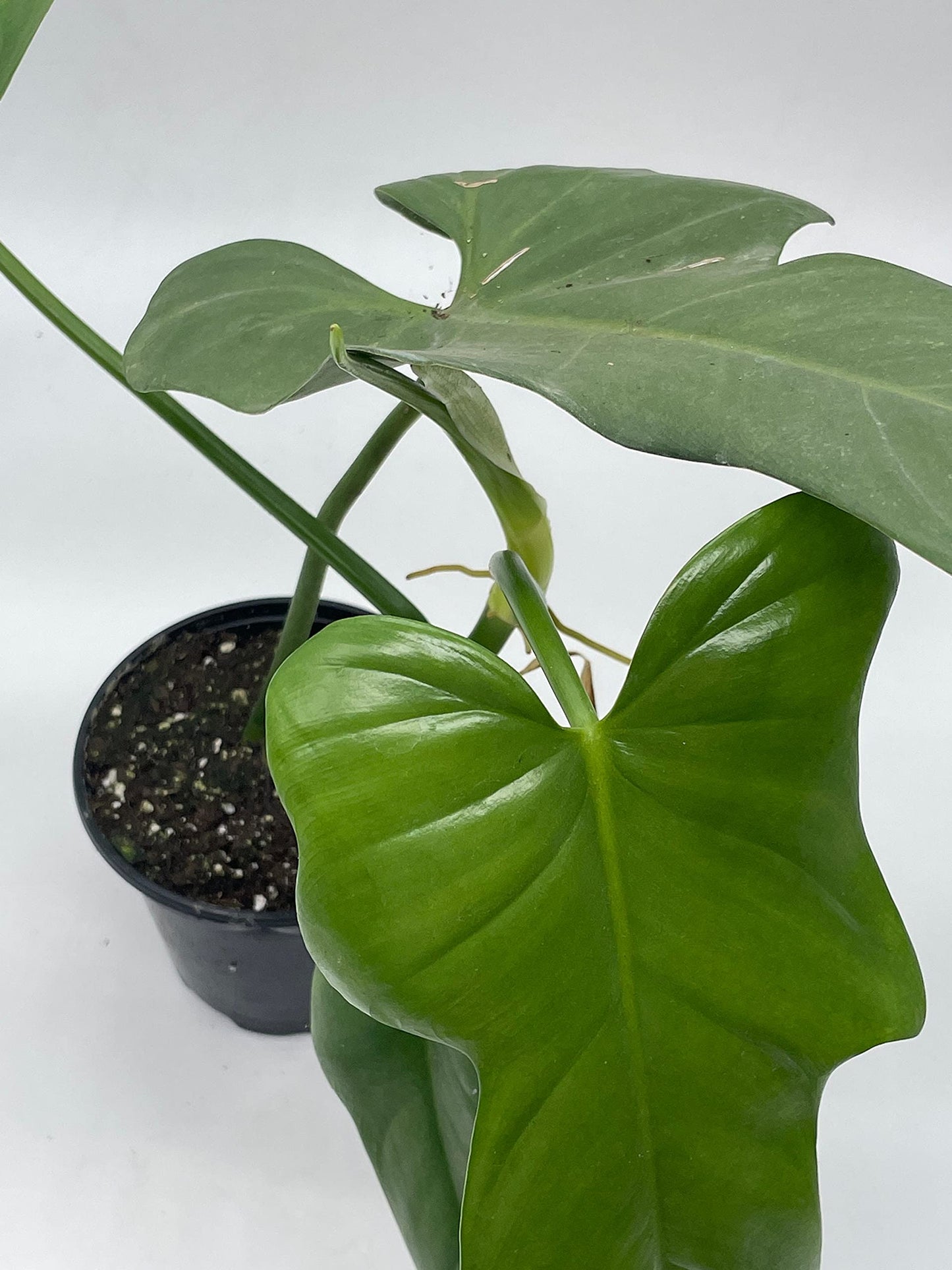 Horse Head Philo, Philodendron Bipennifolium, 4 inch Pot