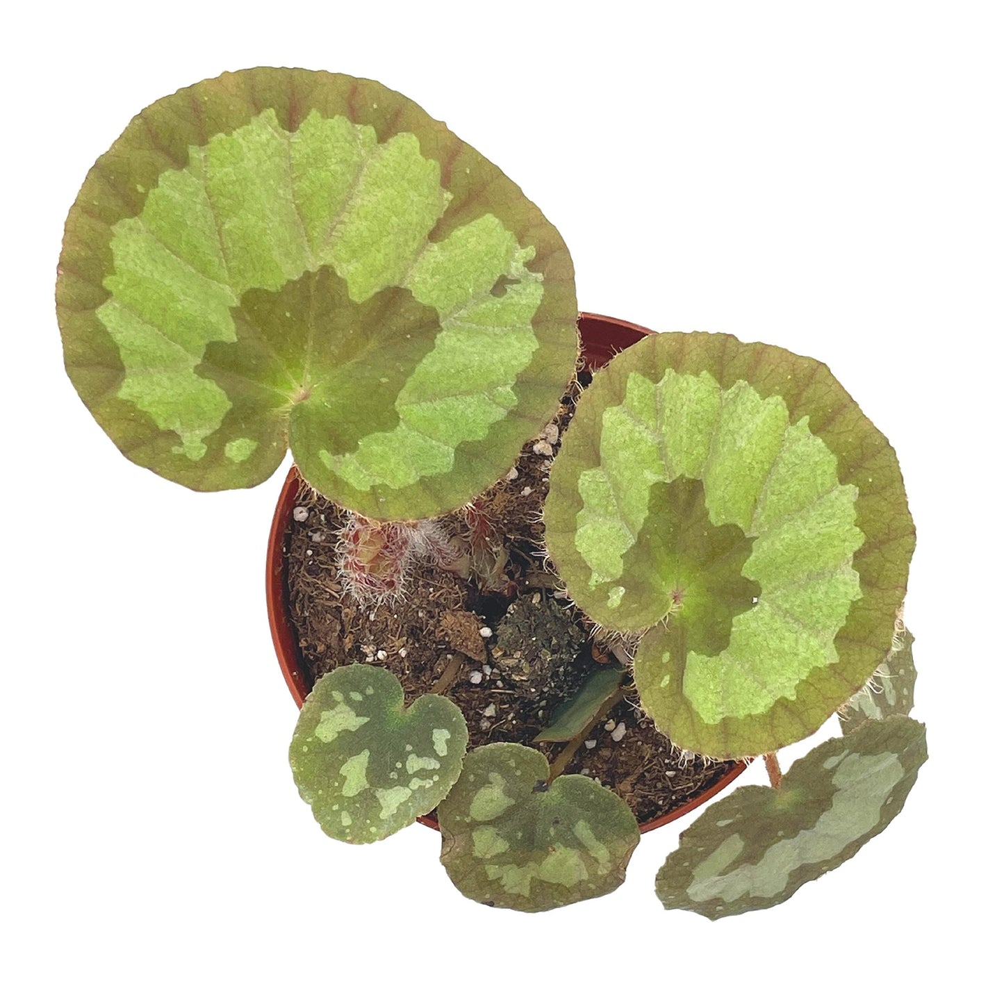 BubbleBlooms Harmony's Jingxiensis VAR Maschanica, Rare 4 inch Begonia Rex